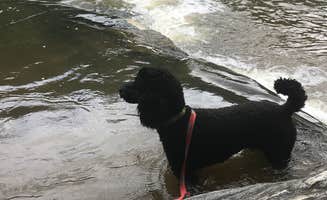 Andrew P.'s photo of camping with pets at Sweetwater Creek State Park Campground near Allatoona Lake