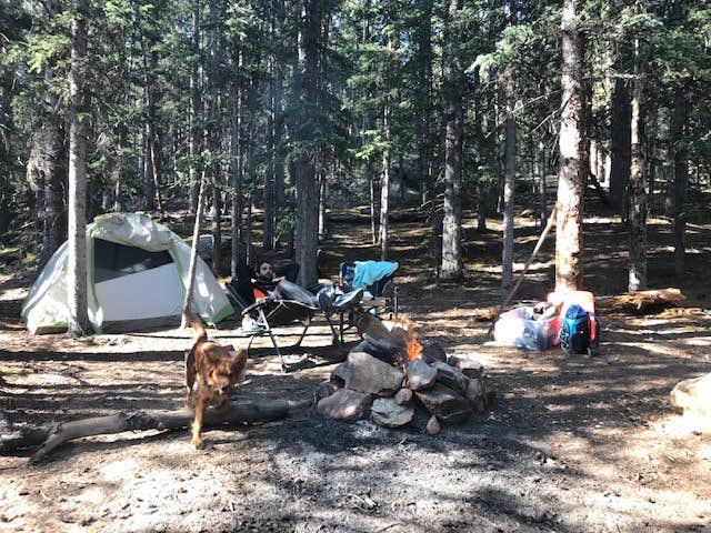 Karl G.'s photo of camping with pets at Kenosha Pass Campground near Jefferson, CO