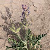 Review photo of Ocotillo Wells State Vehicular Recreation Area by Jennifer D., May 6, 2019