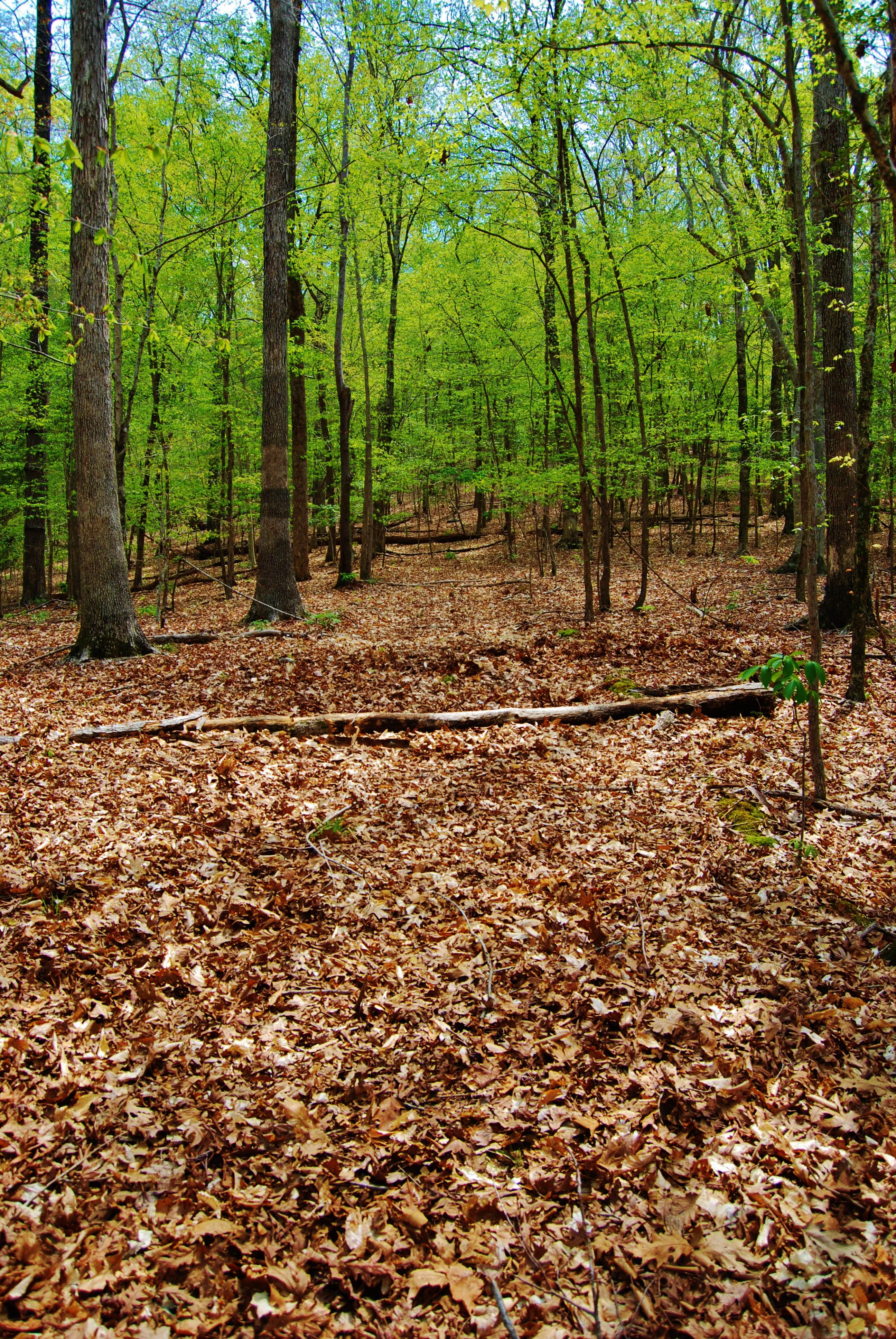 Camper-submitted photo at New Hope Overlook Primitive Campground — Jordan Lake State Recreation Area near B. Everett Jordan Lake