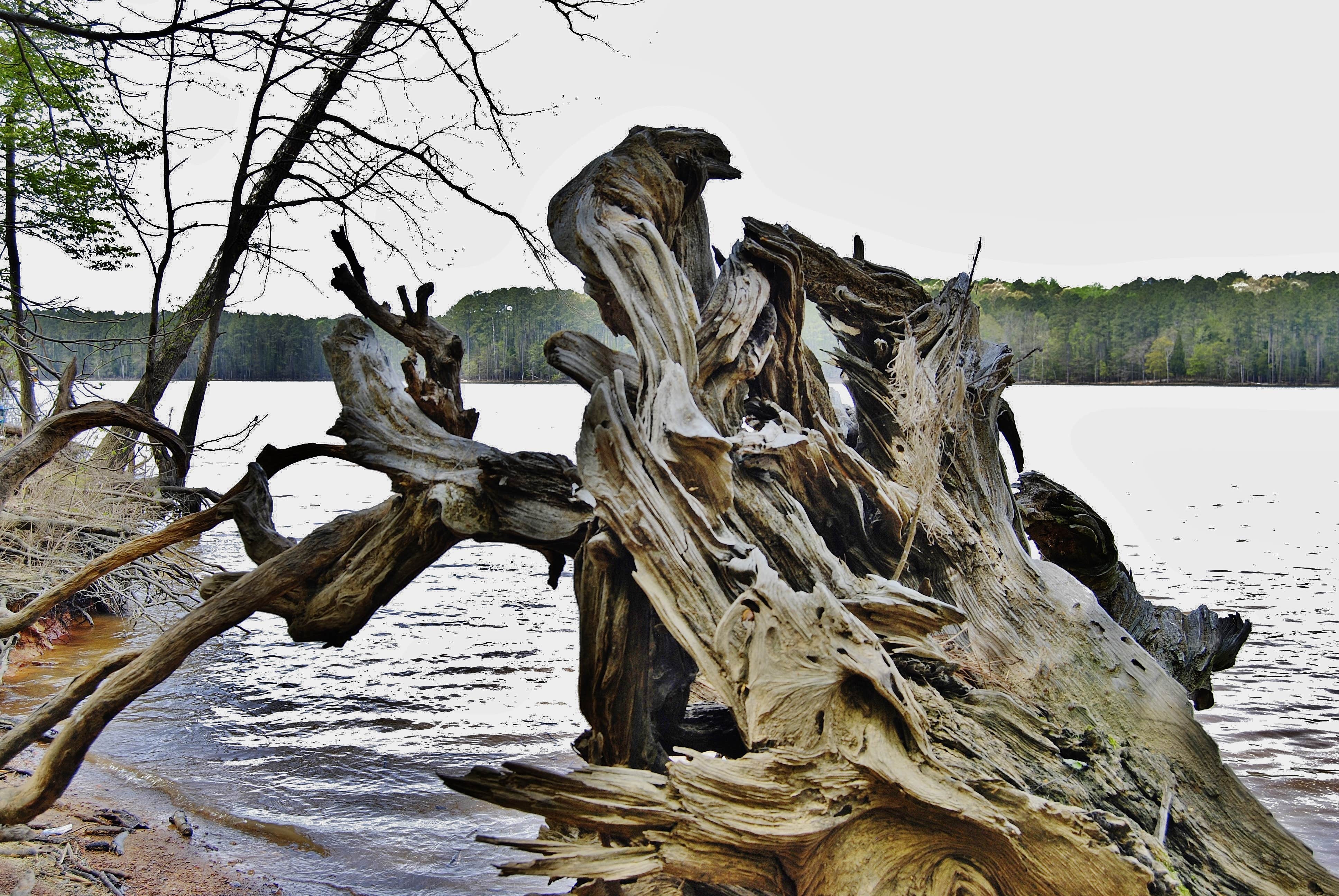 Camper submitted image from New Hope Overlook Primitive Campground — Jordan Lake State Recreation Area - 1