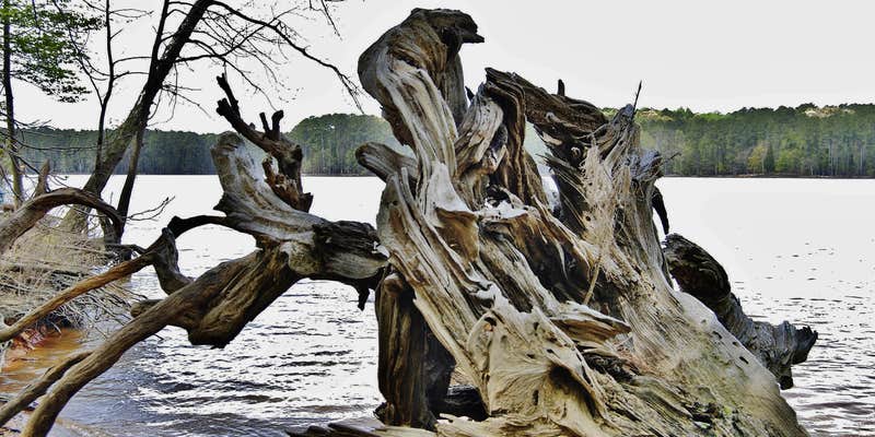 Camper submitted image from New Hope Overlook Primitive Campground — Jordan Lake State Recreation Area