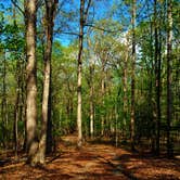 Review photo of New Hope Overlook Primitive Campground — Jordan Lake State Recreation Area by Myron C., May 6, 2019