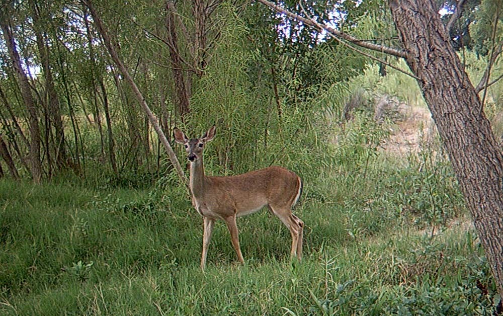 Camper-submitted photo at Hidden Valley RV Park near Castroville, TX