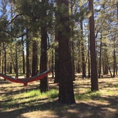 Review photo of Holcomb Valley Campground by Jo R., August 29, 2016