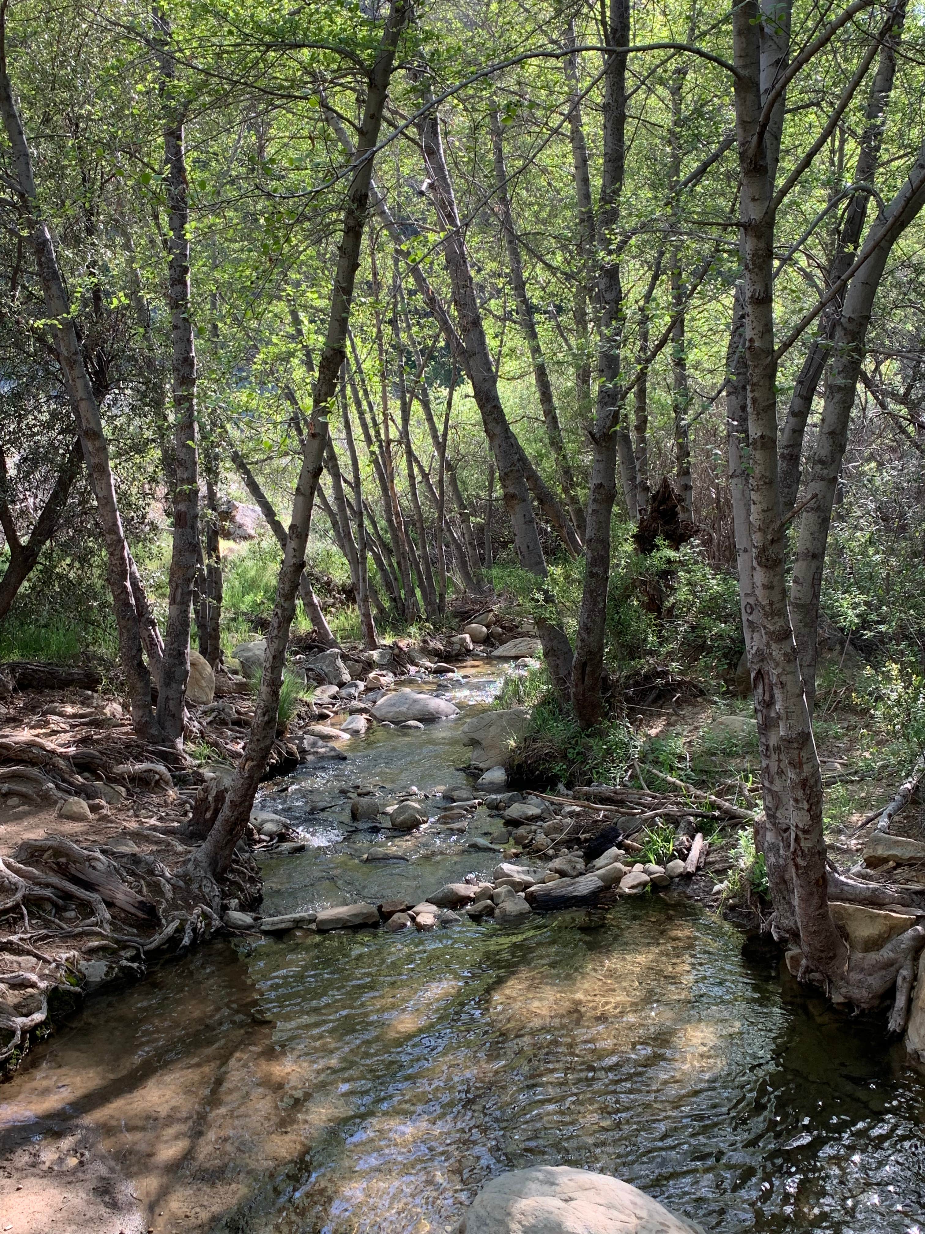 Camper submitted image from Reyes Creek Campground - 5