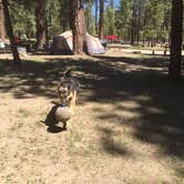 Review photo of Holcomb Valley Campground by Jo R., August 29, 2016