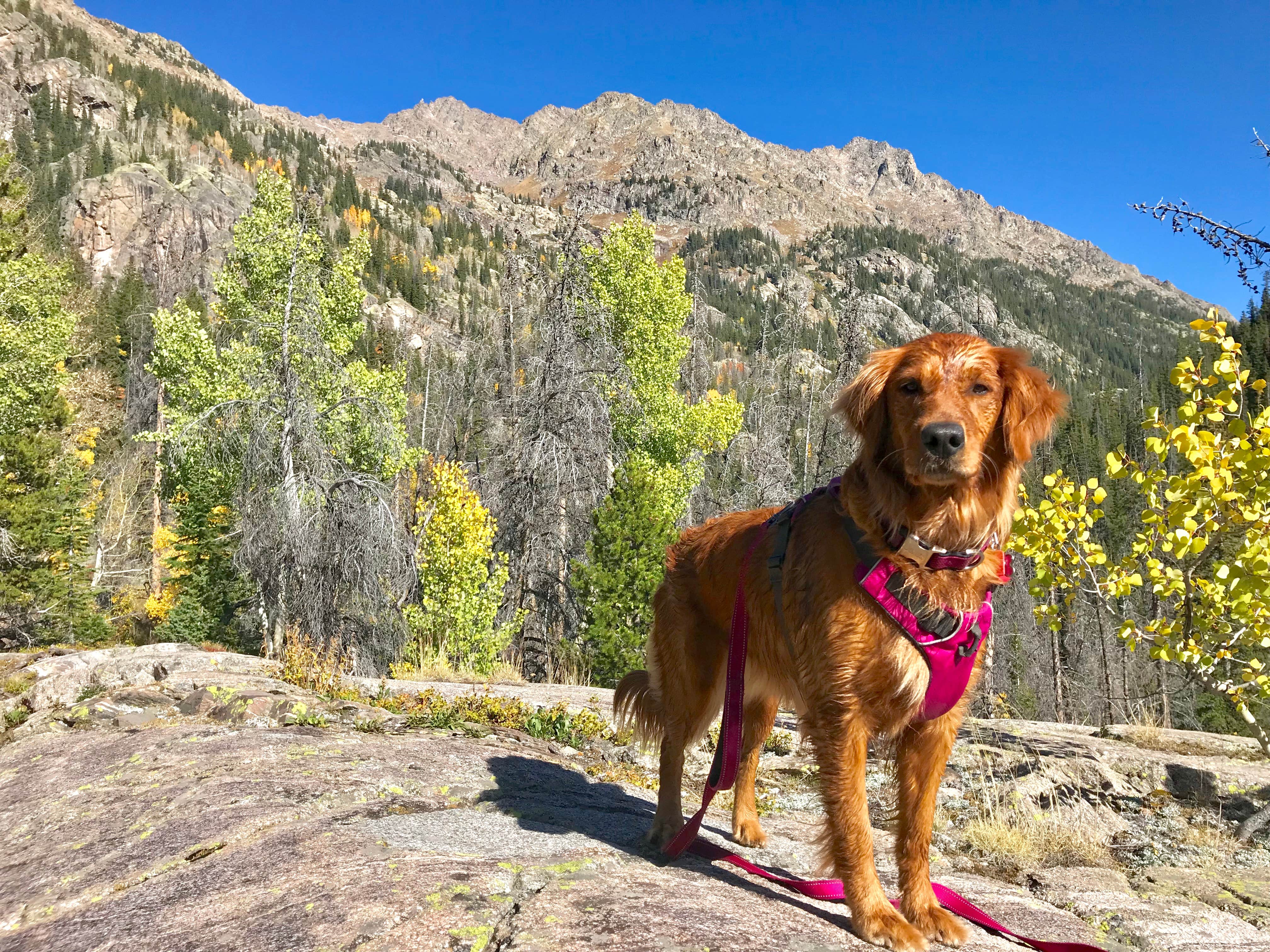Karl G.'s photo of camping with pets at Piney Crossing Primitive Campground - CLOSED near White River National Forest