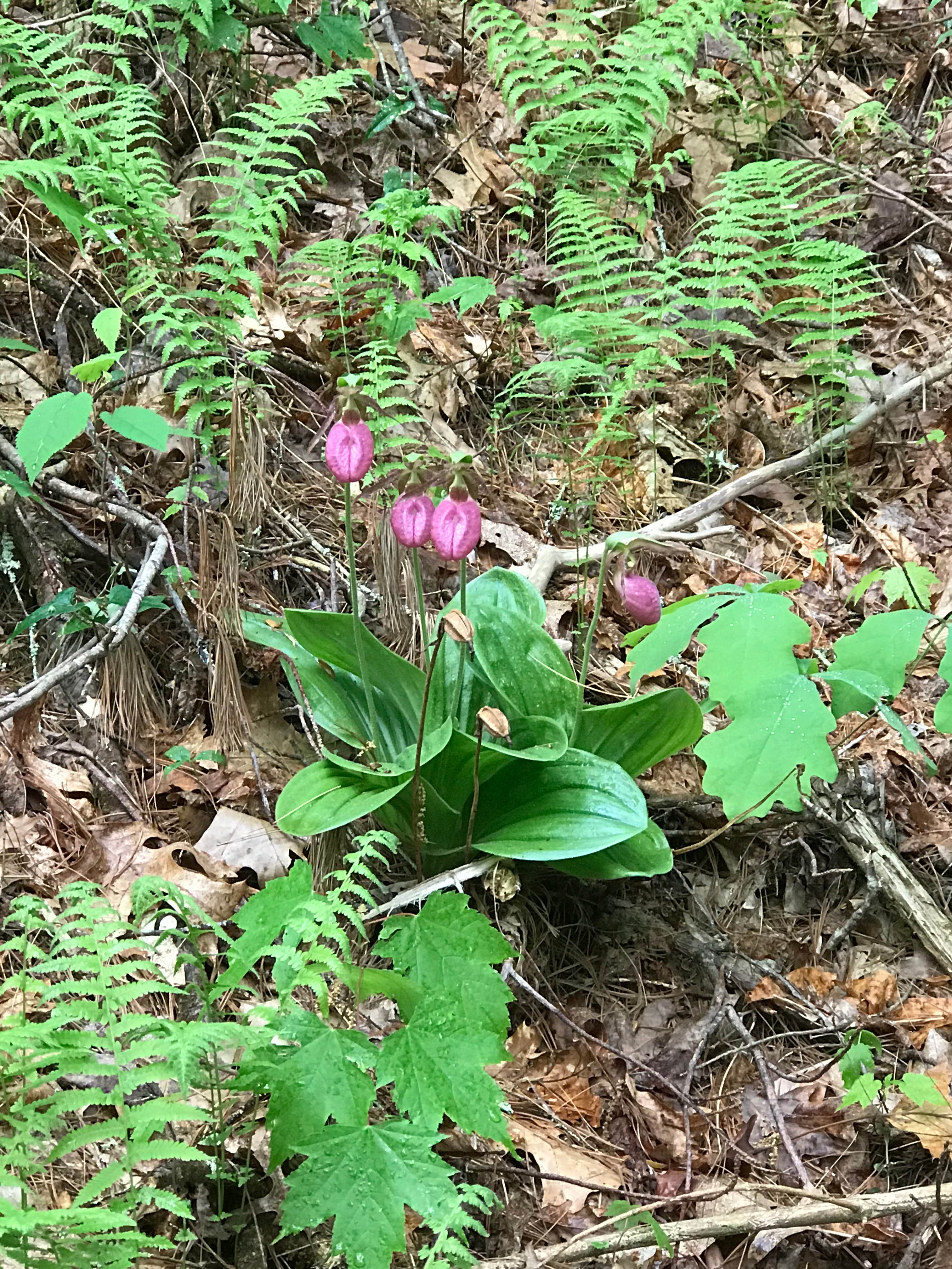 Camper-submitted photo at High Shoals Falls Trail Dispersed near Lake Sidney Lanier