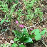 Review photo of High Shoals Falls Trail Dispersed by Damion V., May 7, 2019