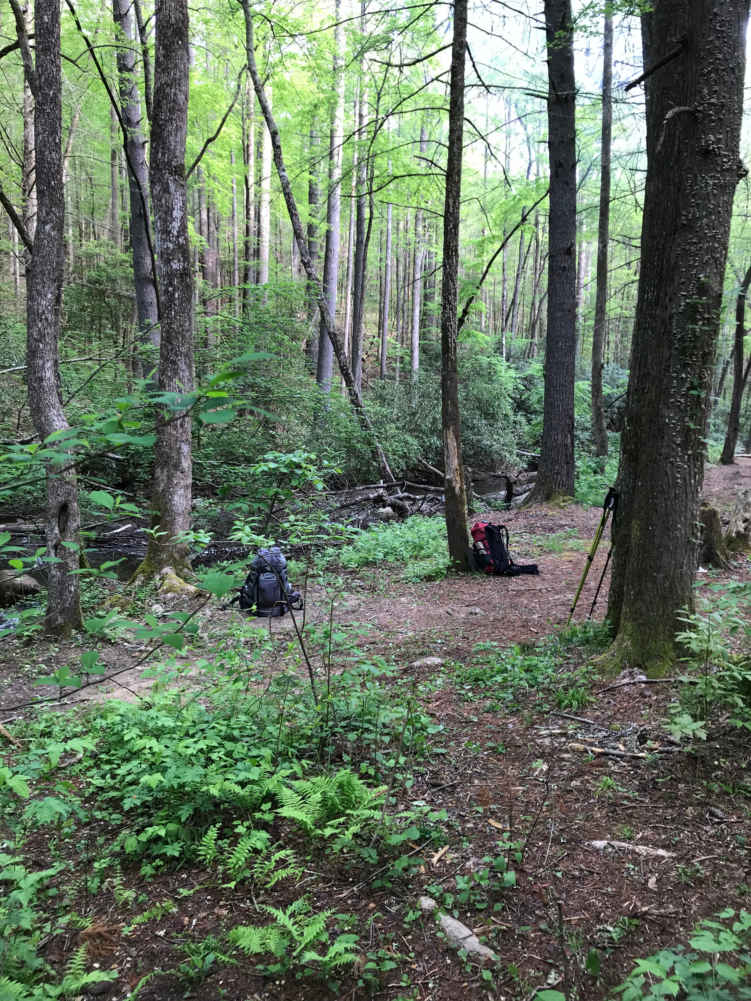 Camper submitted image from High Shoals Falls Trail Dispersed - 4