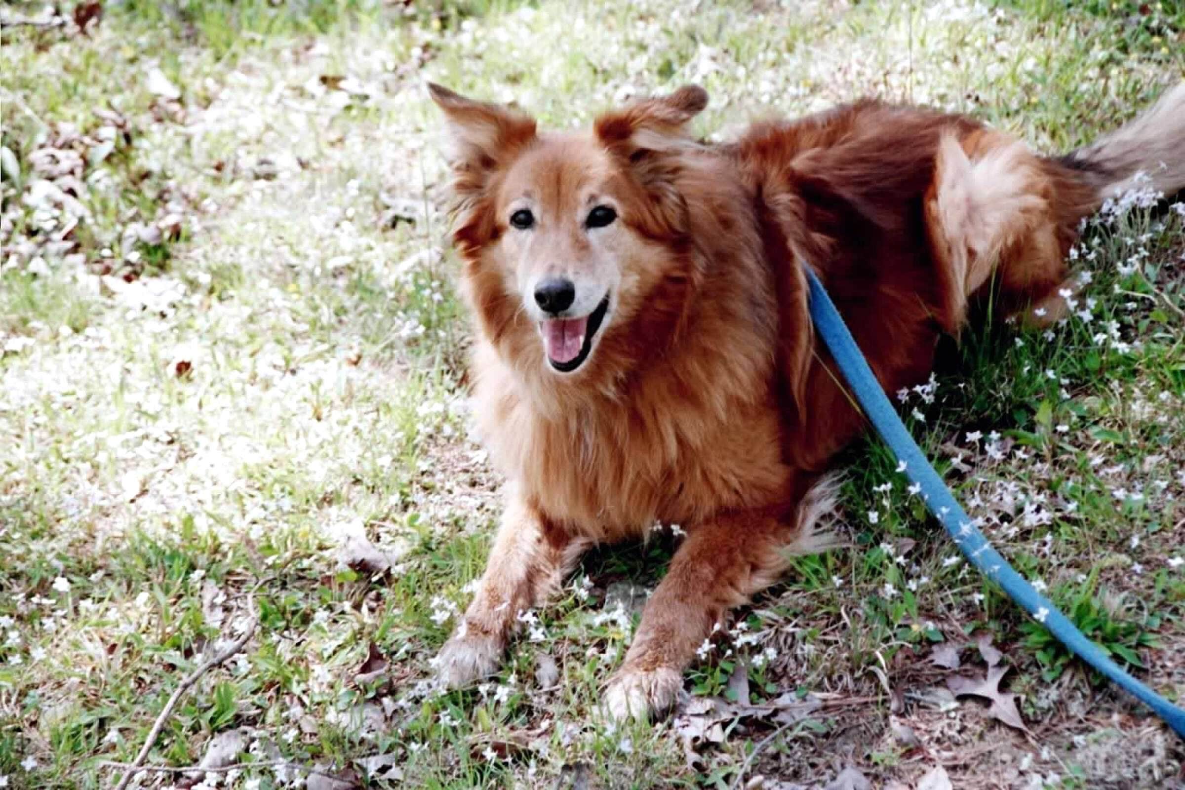 Joel R.'s photo of camping with pets at DeSoto State Park Campground near Gadsden, AL