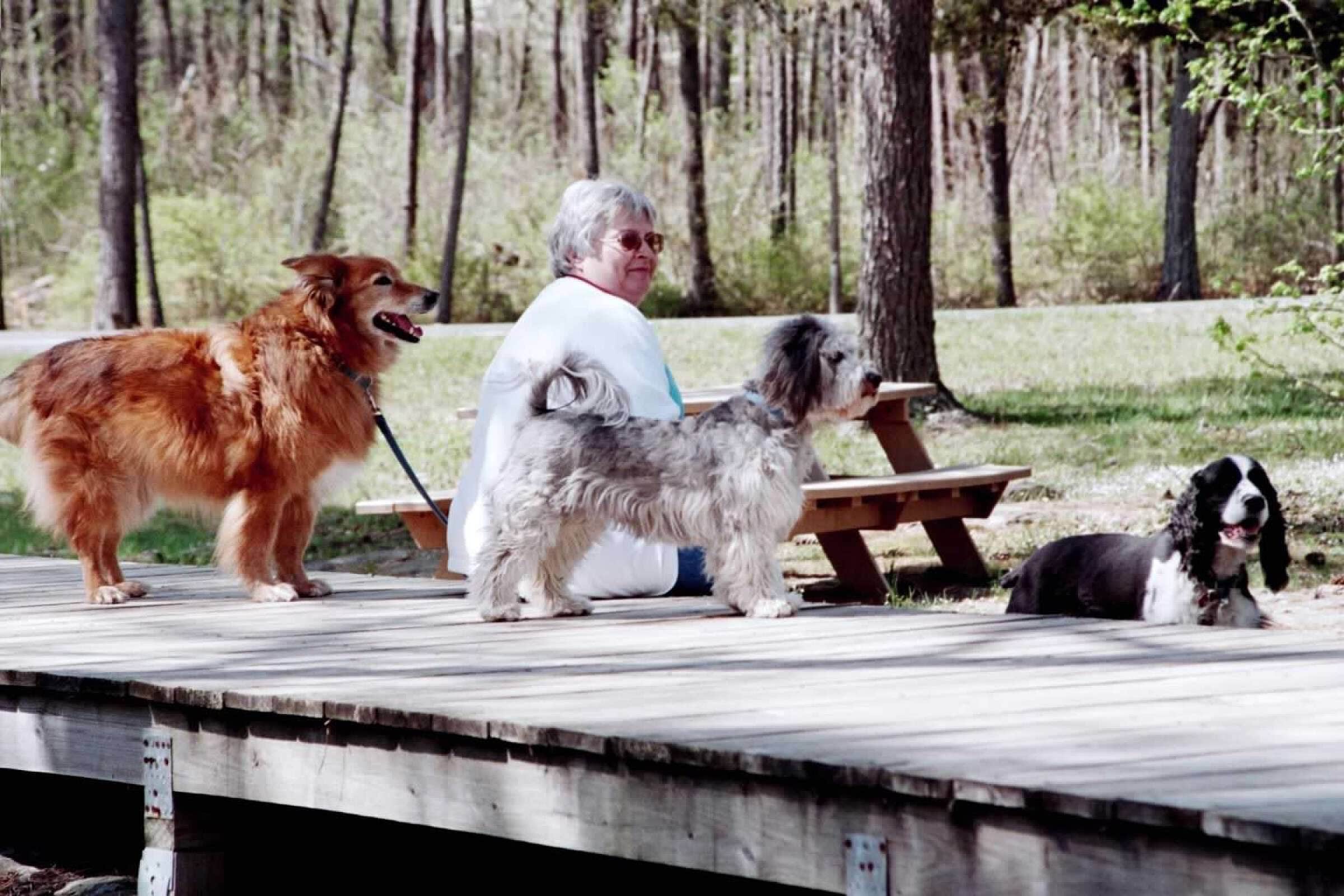 Joel R.'s photo of camping with pets at DeSoto State Park Campground near Gaylesville, AL