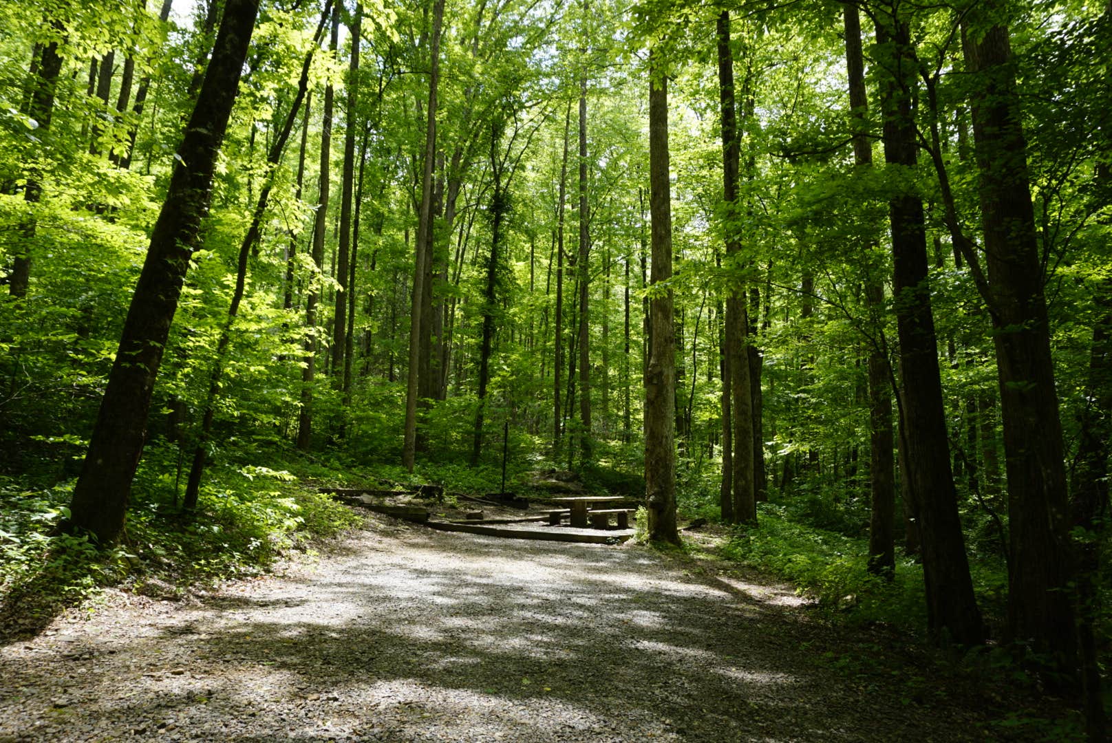 Camper submitted image from Andrew's Cove Campground — Chattahoochee Oconee National Forest - 2