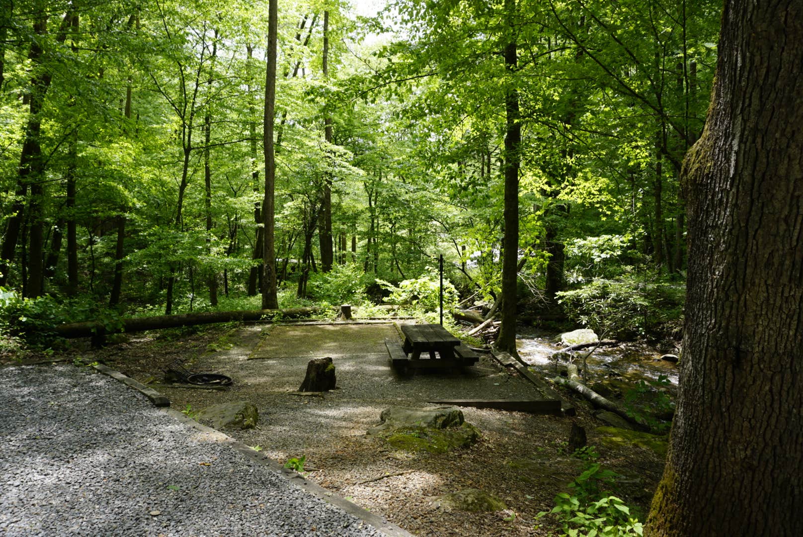 Camper submitted image from Andrew's Cove Campground — Chattahoochee Oconee National Forest - 4