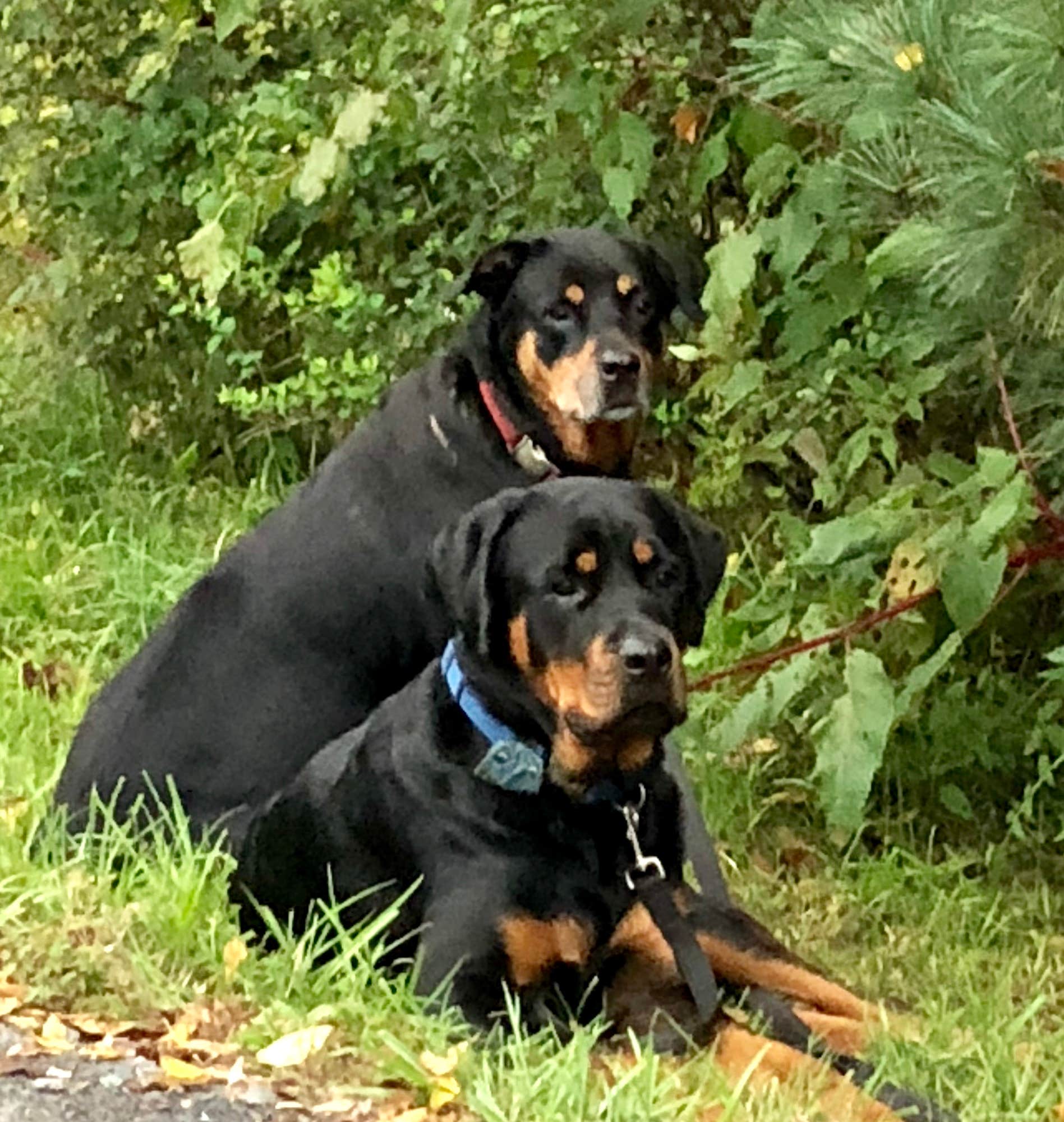 Camper-submitted photo at Little Buffalo State Park Campground near Sunbury, PA