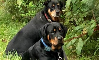 Shirley M.'s photo of camping with pets at Little Buffalo State Park Campground near Harrisburg, PA