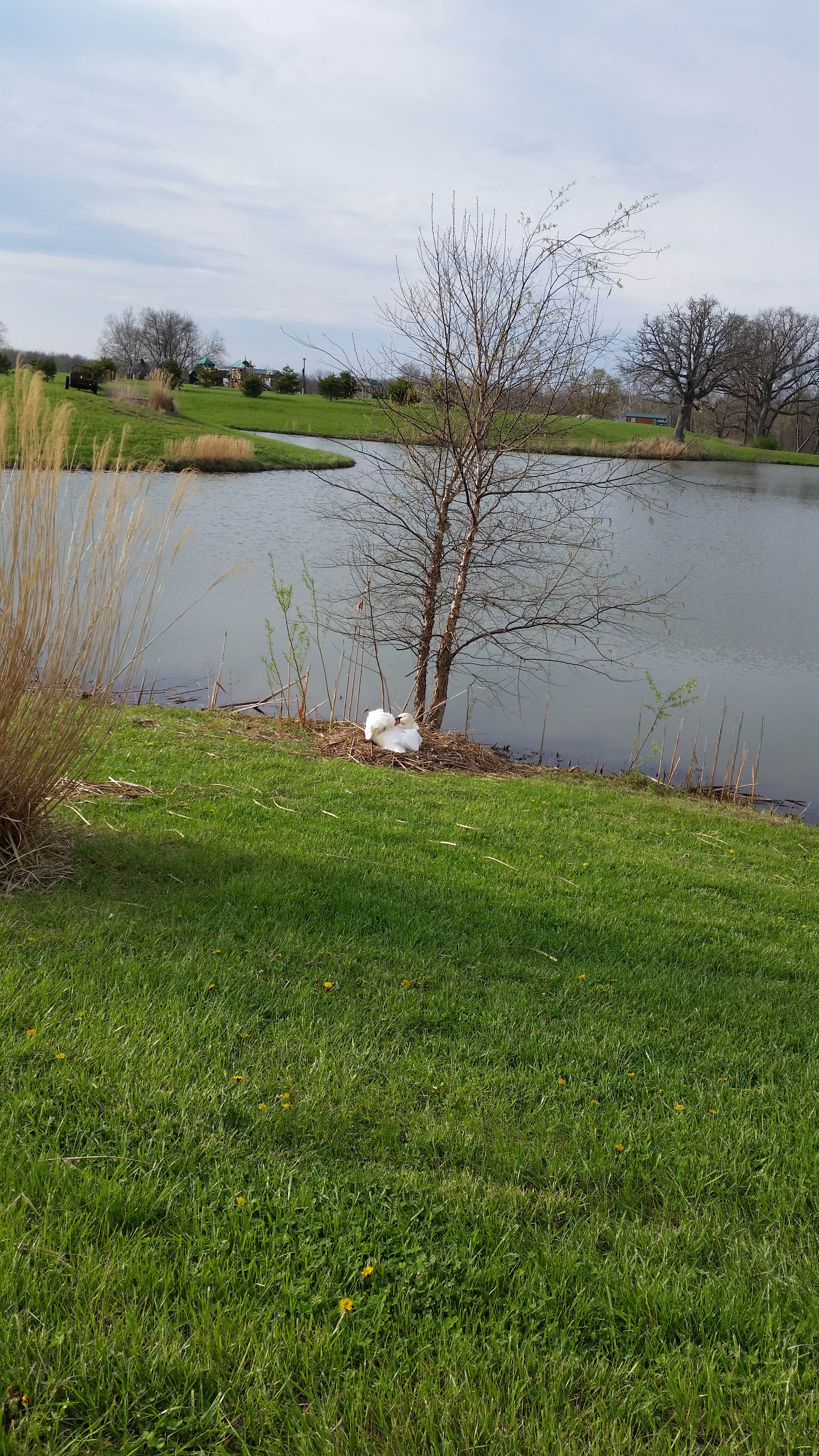 Camper submitted image from Buena Vista Farms Campground - 2