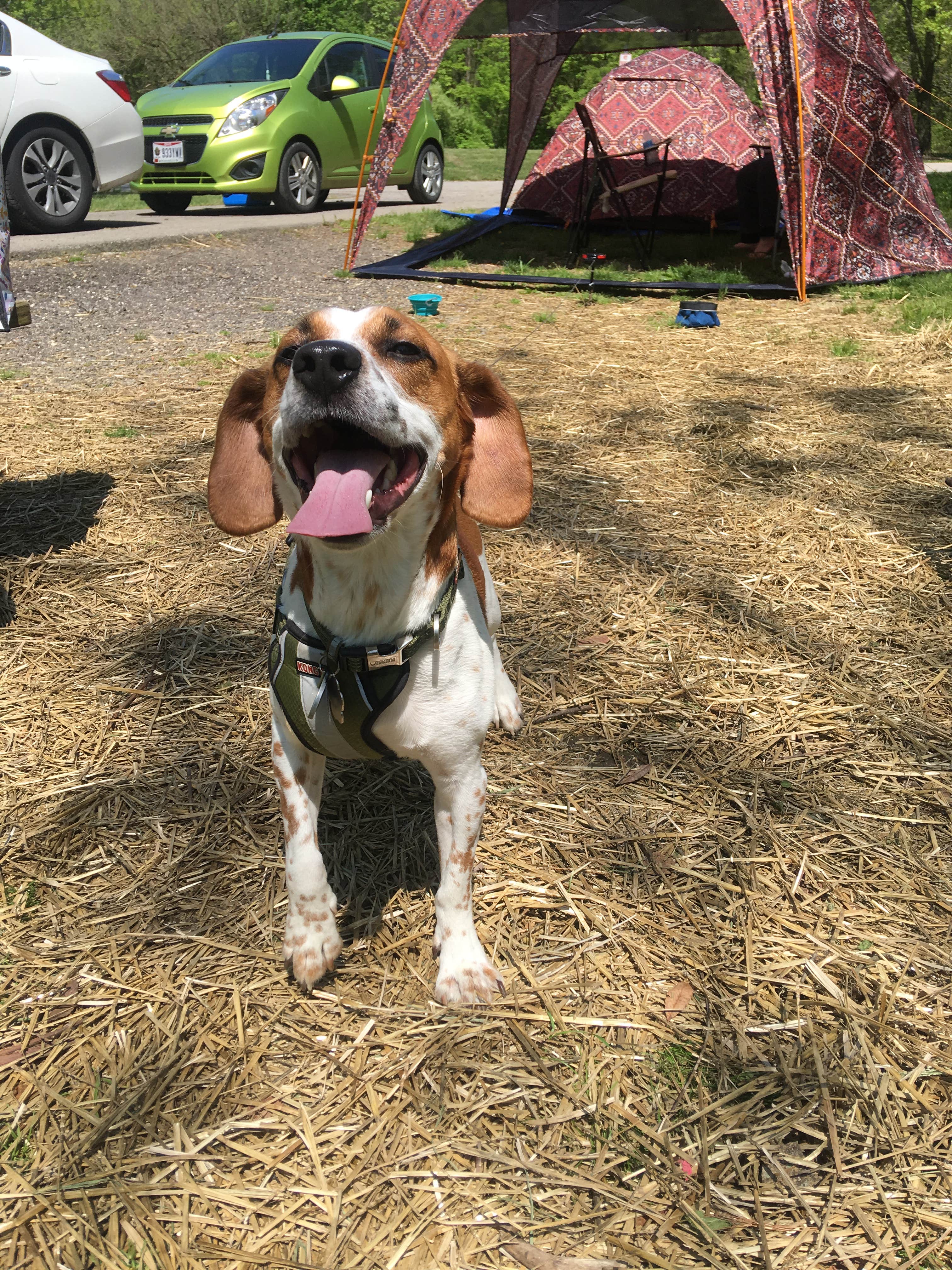 Grace D.'s photo of camping with pets at Alum Creek State Park Campground near Mount Sterling, OH