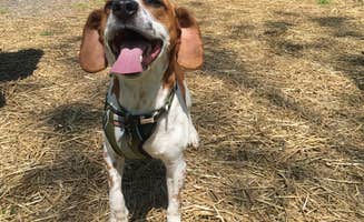 Grace D.'s photo of camping with pets at Alum Creek State Park Campground near Radnor, OH