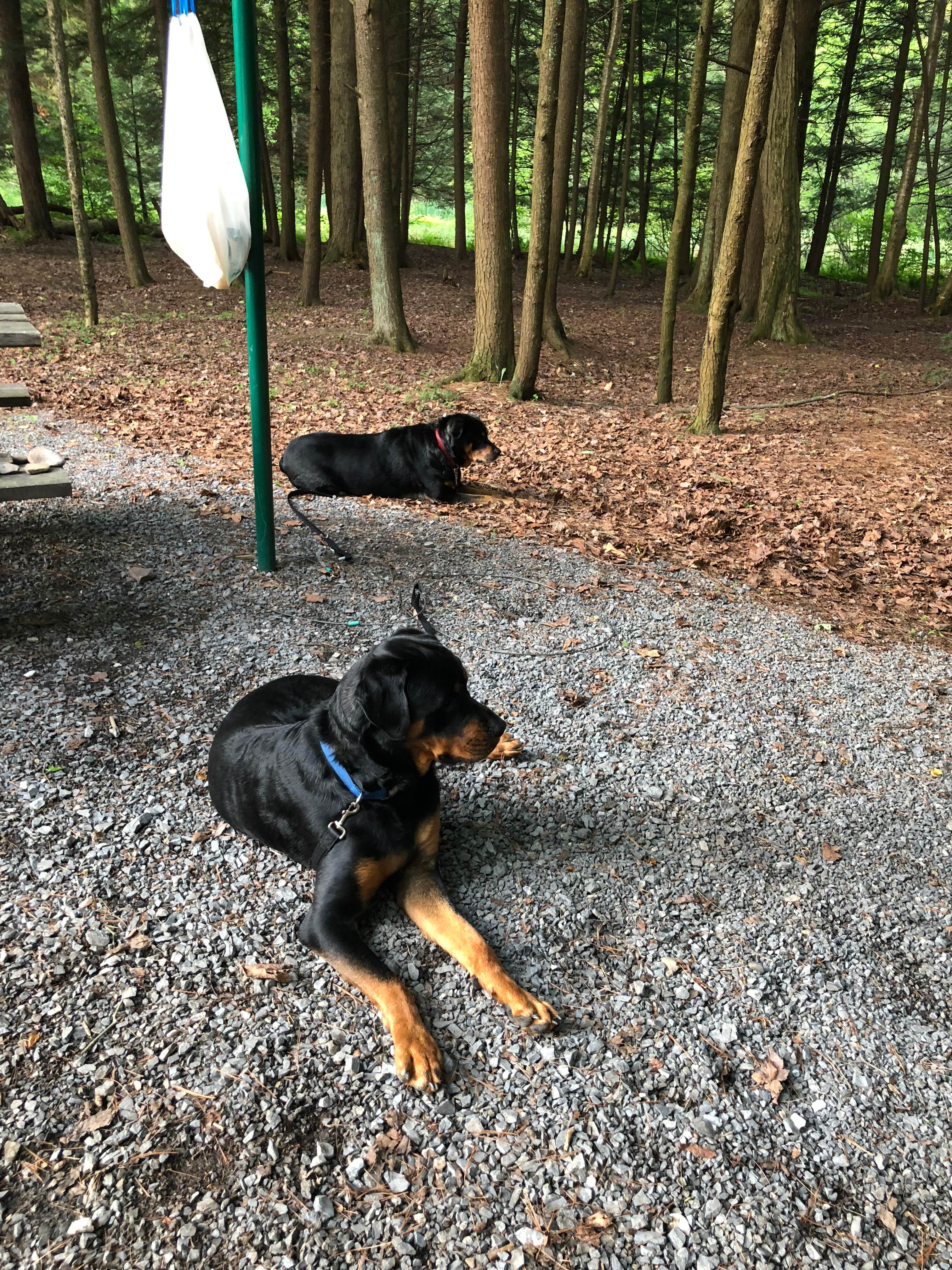 Shirley M.'s photo of camping with pets at Hills Creek State Park Campground near Tioga-Hammond Lakes