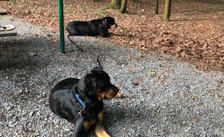 Shirley M.'s photo of camping with pets at Hills Creek State Park Campground near Westfield, PA