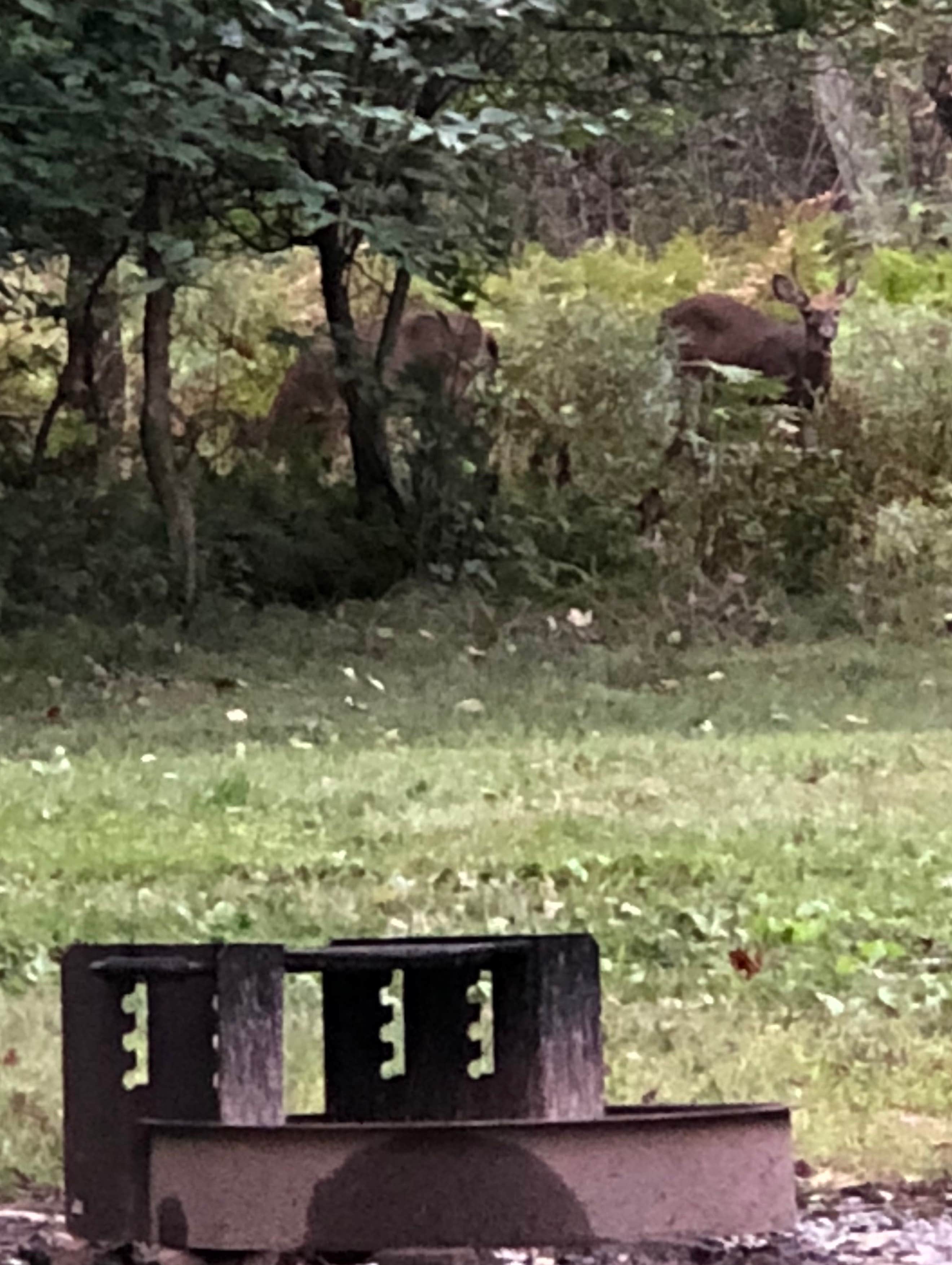 Camper submitted image from Parker Dam State Park Campground - 3