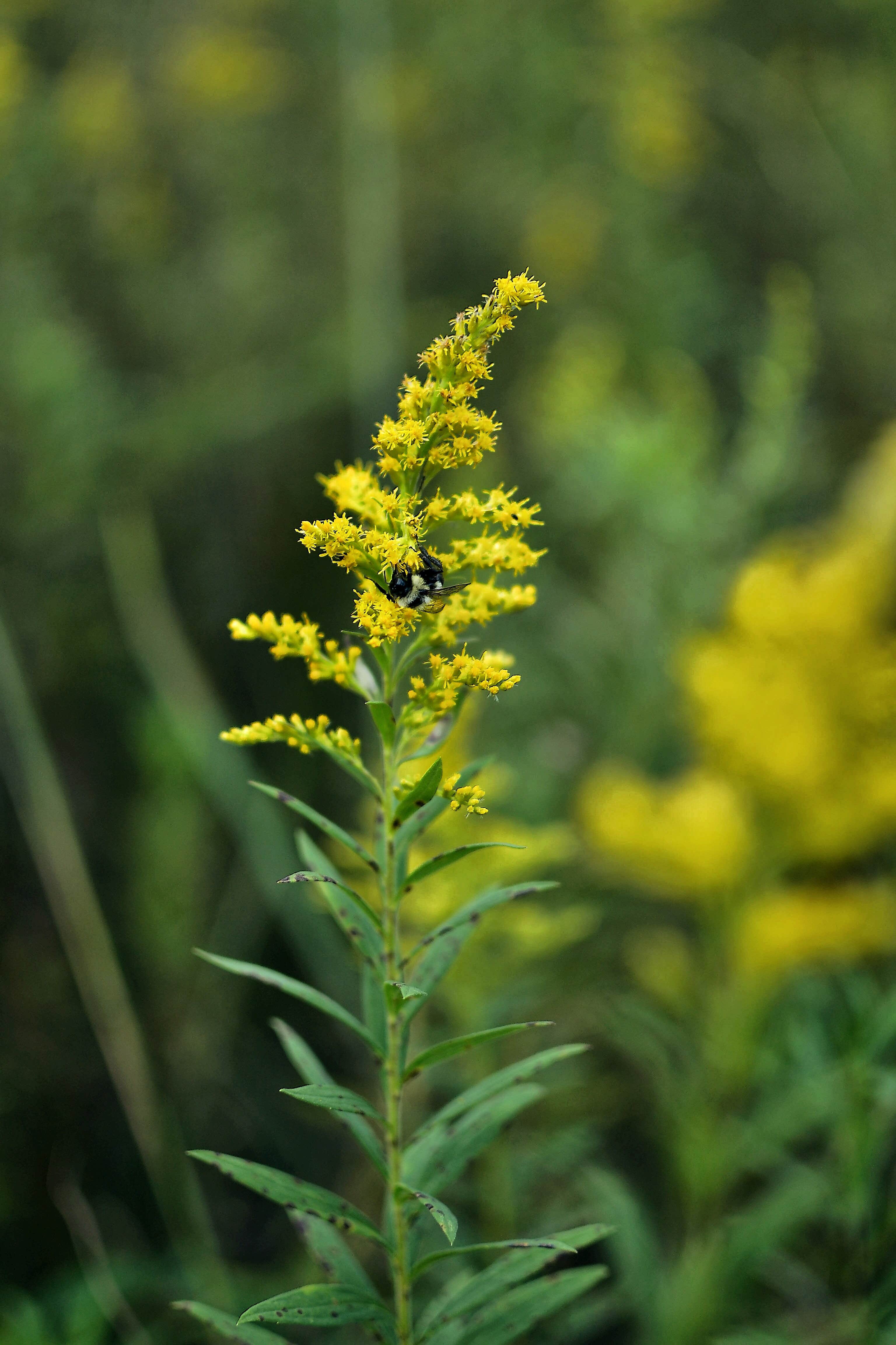 Camper submitted image from New Glarus Woods State Park - 2