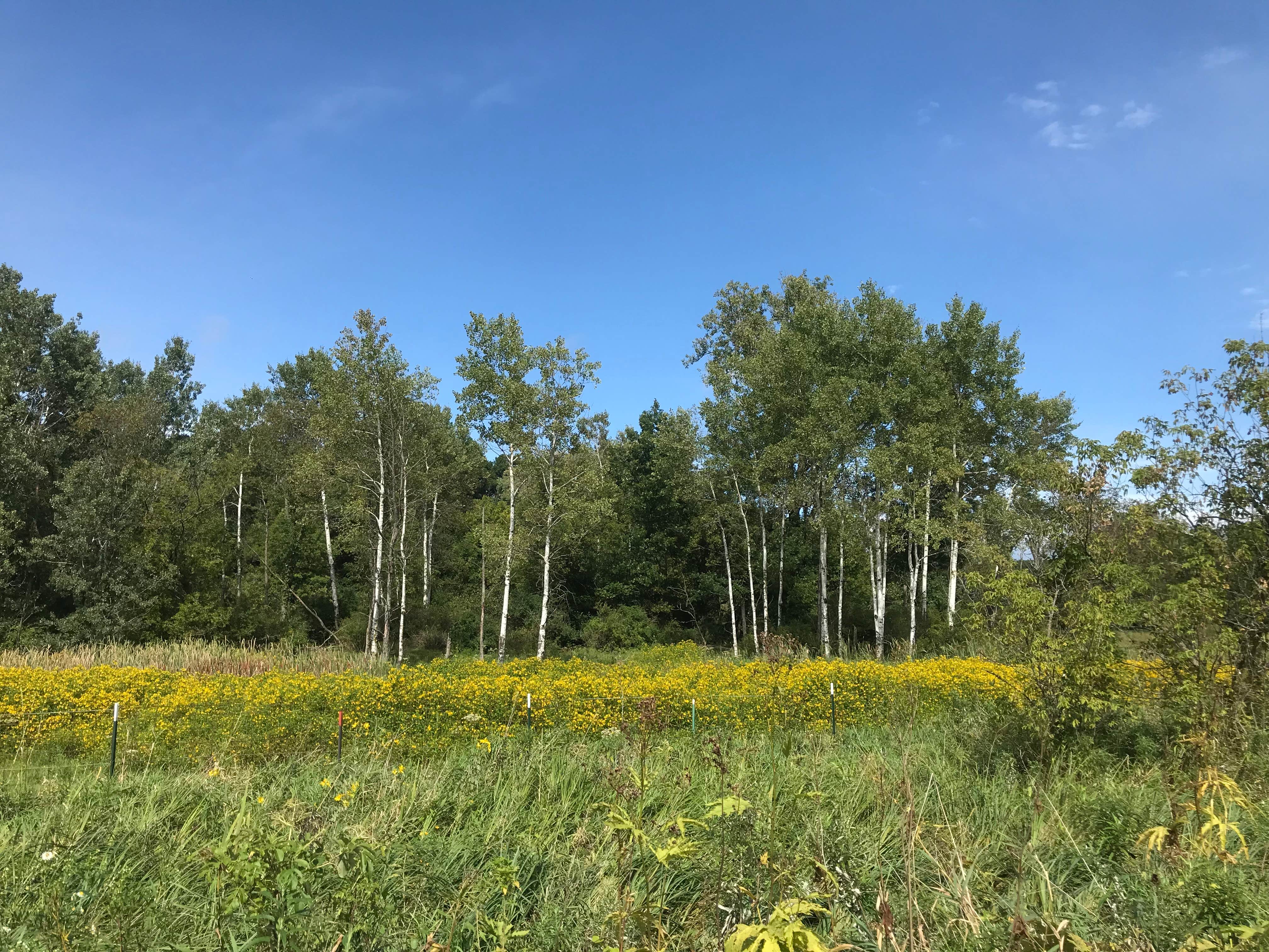 Camper submitted image from New Glarus State Park Campground - 5