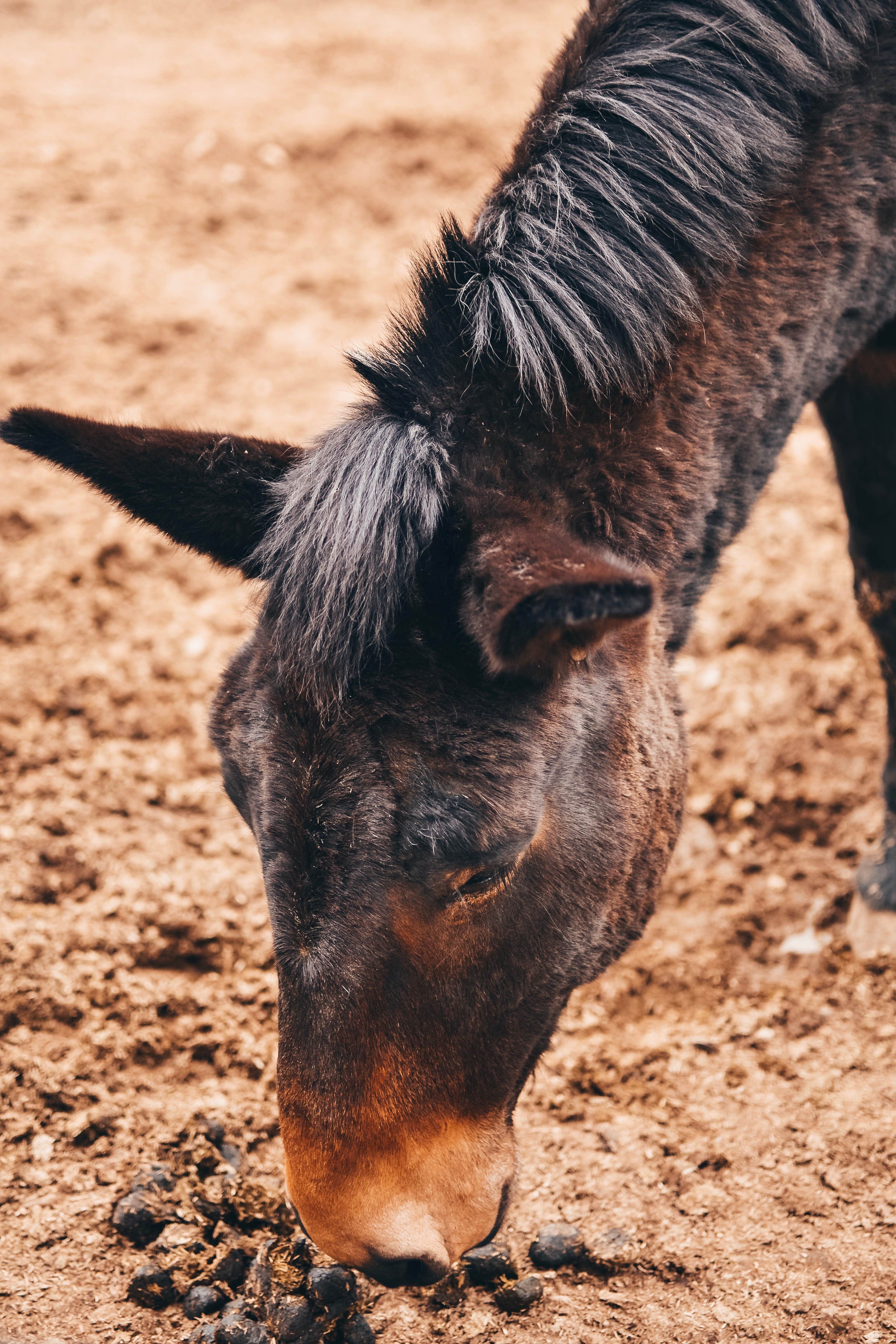 Sapphire J.'s photo of camping with a horse at Mather Campground — Grand Canyon National Park near Grand Canyon, AZ