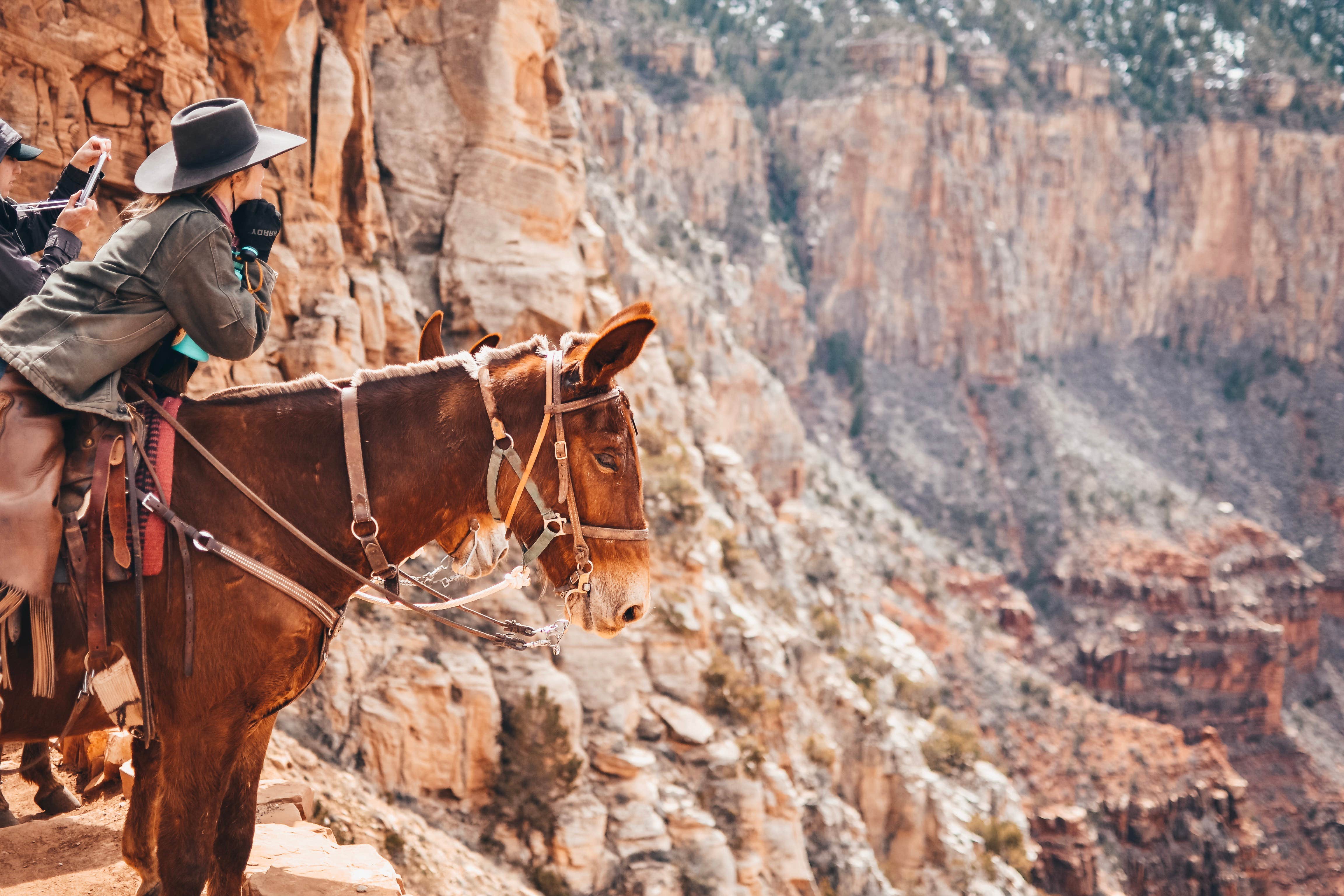 Sapphire J.'s photo of camping with a horse at Mather Campground — Grand Canyon National Park near Gray Mountain, AZ