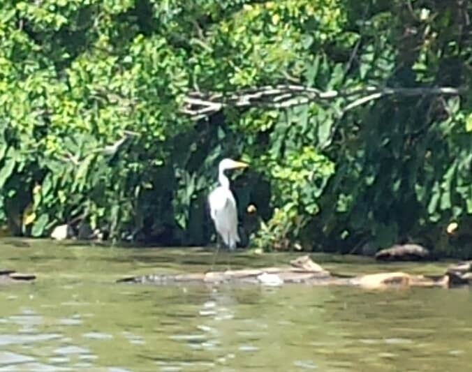 Camper submitted image from Spring Bayou Wildlife Management Area Campground - 4