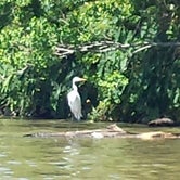 Review photo of Spring Bayou Wildlife Management Area Campground by Cat R., May 8, 2019