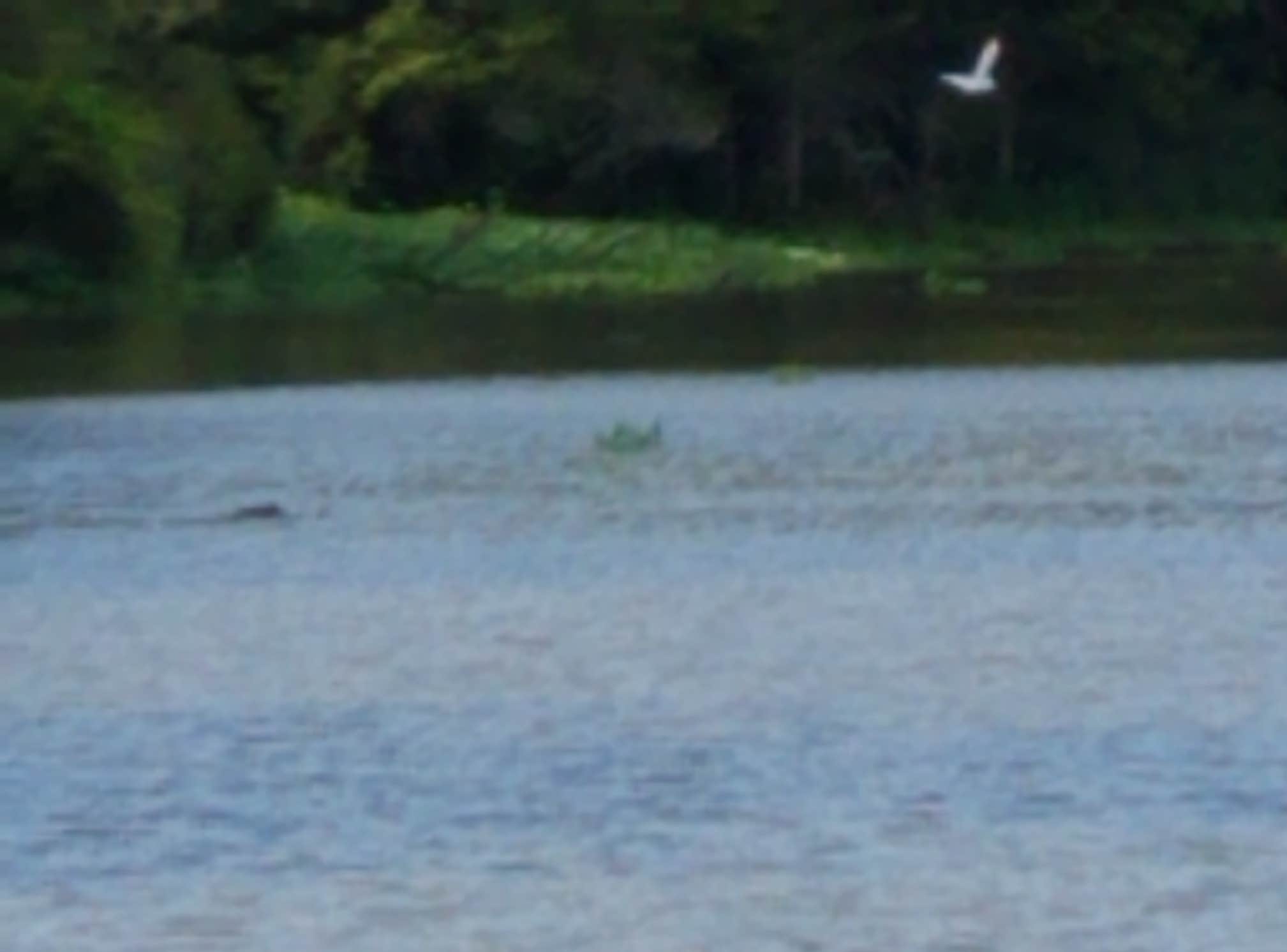 Camper submitted image from Spring Bayou Wildlife Management Area Campground - 3