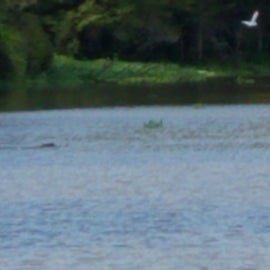 Look closely,  you can see the gators!