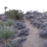 Review photo of Black Rock Campground — Joshua Tree National Park by Susan V., May 9, 2019