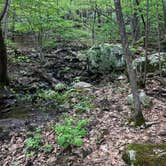 Review photo of Shenandoah National Park Dispersed Sites — Shenandoah National Park by Amanda D., May 9, 2019