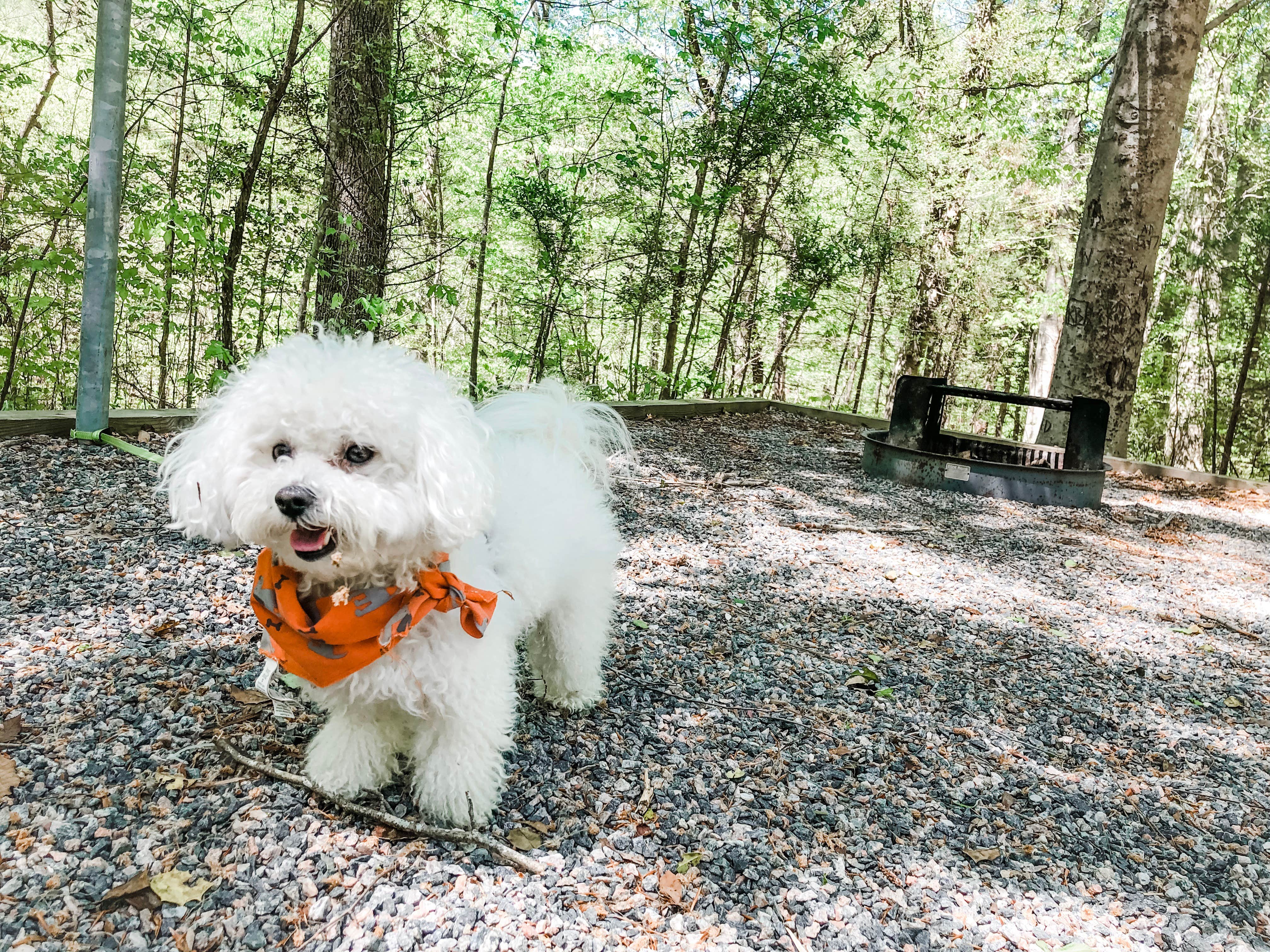 Amanda D.'s photo of camping with pets at Chippokes State Park Campground near Newport News, VA