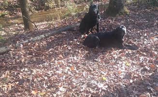 Tomahawk C.'s photo of camping with pets at Tomahawk Campground near Decatur, AL