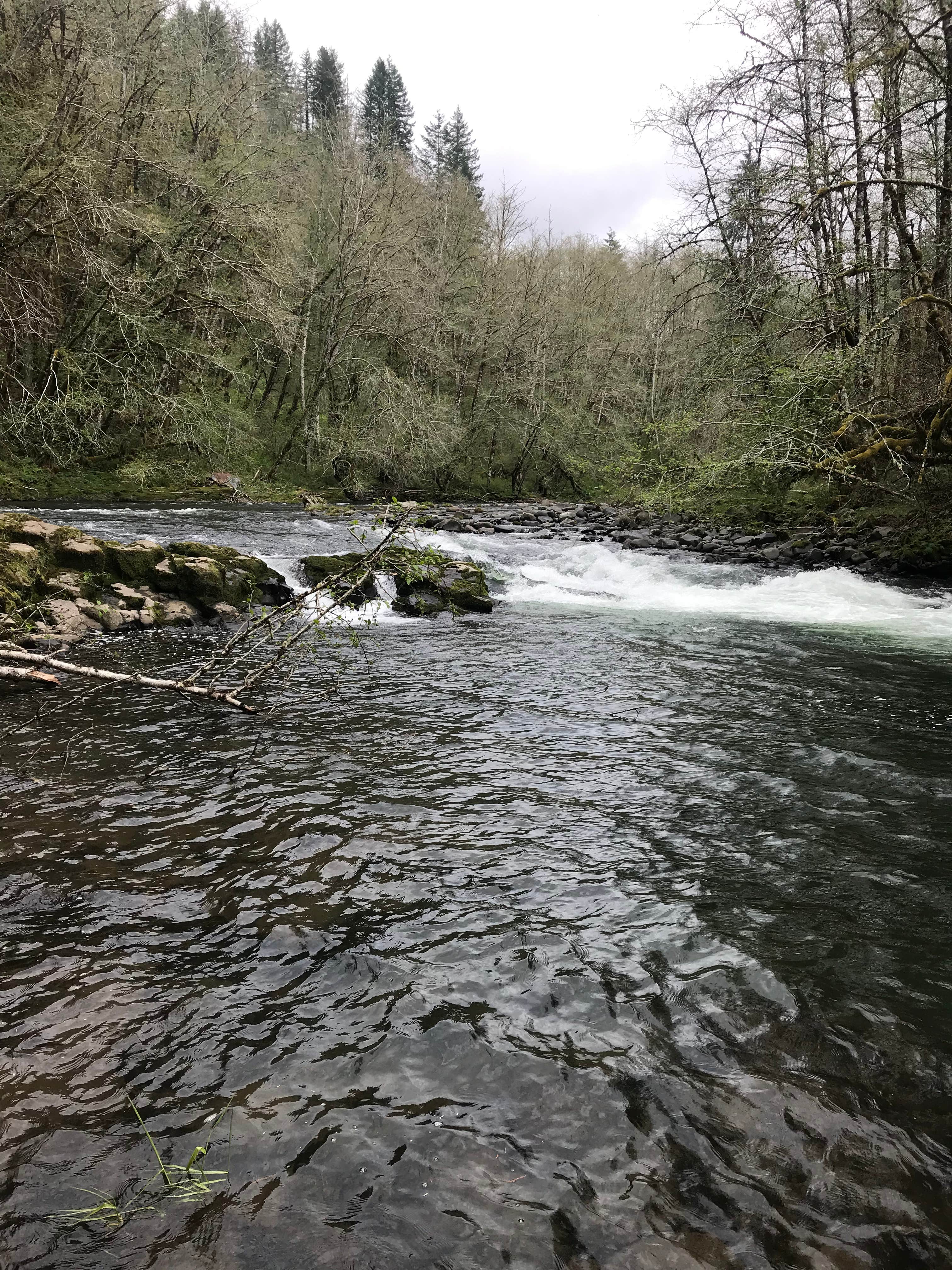 Camper submitted image from Trask River County Park - 2