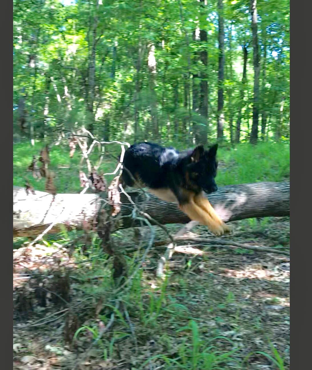 Joy A.'s photo of camping with pets at Santee Lakes KOA near Harleyville, SC