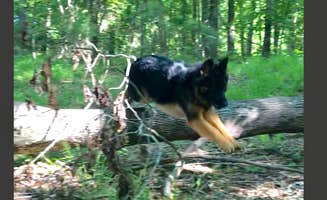 Joy A.'s photo of camping with pets at Santee Lakes KOA near Ridgeville, SC
