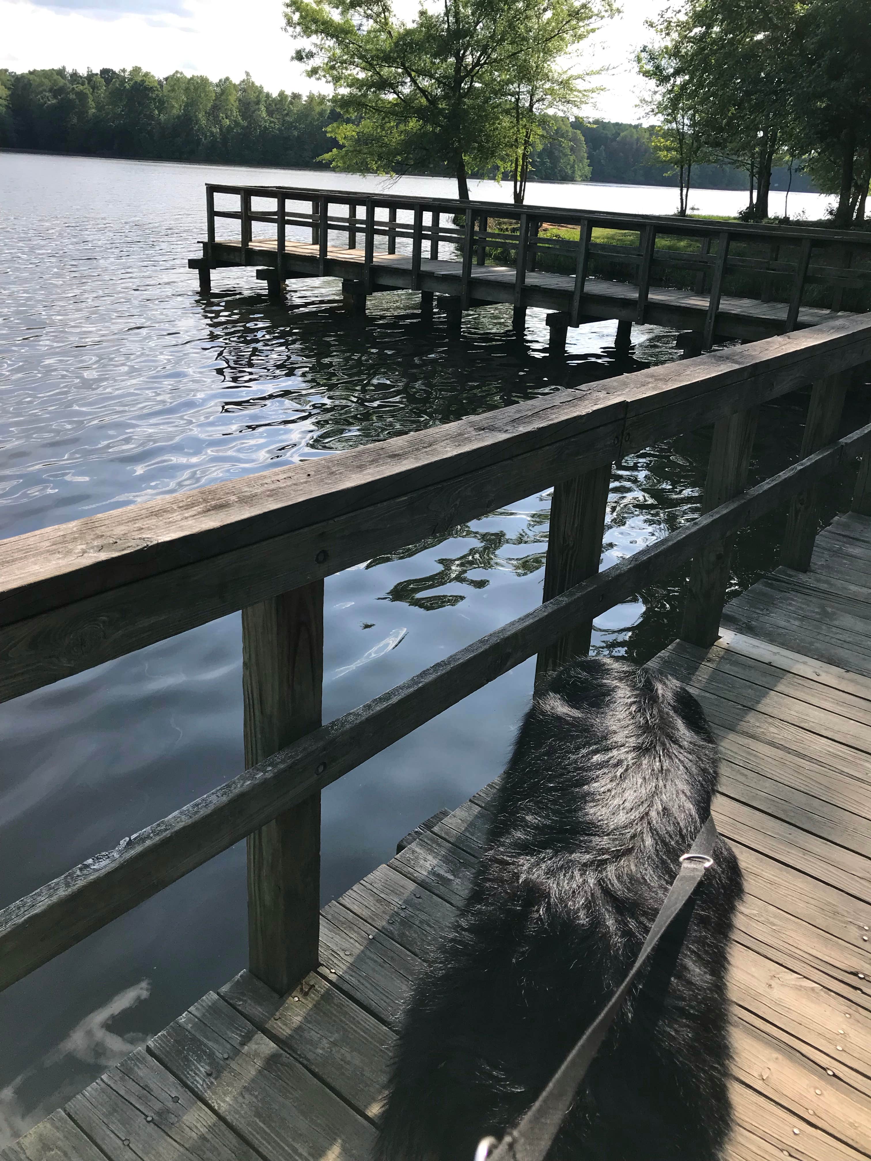 Camper submitted image from Lake Reidsville Recreation Park - 4