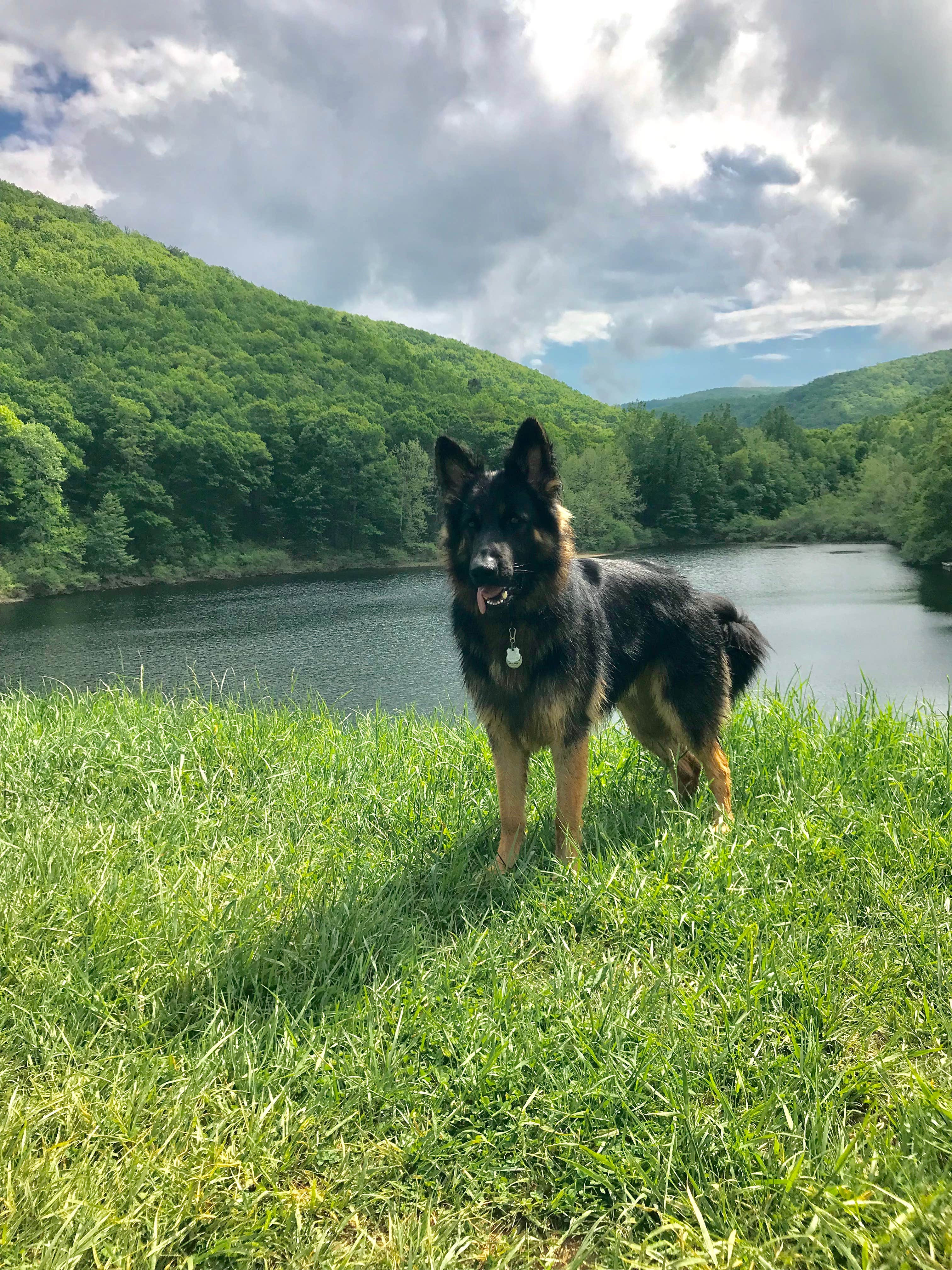 Joy A.'s photo of camping with pets at Sherando Lake Campground near Crimora, VA