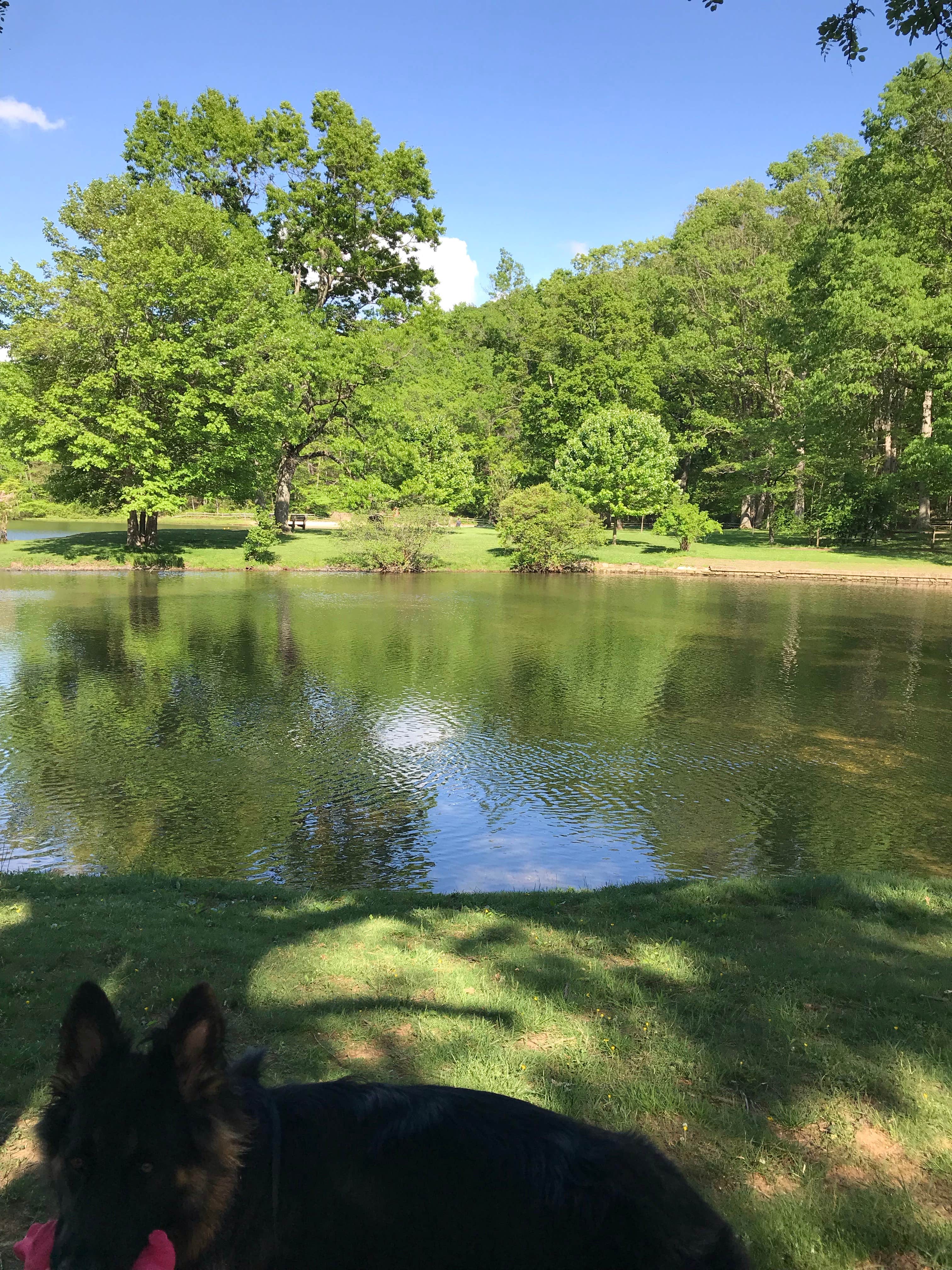 Joy A.'s photo of camping with pets at Sherando Lake Campground near Lovingston, VA