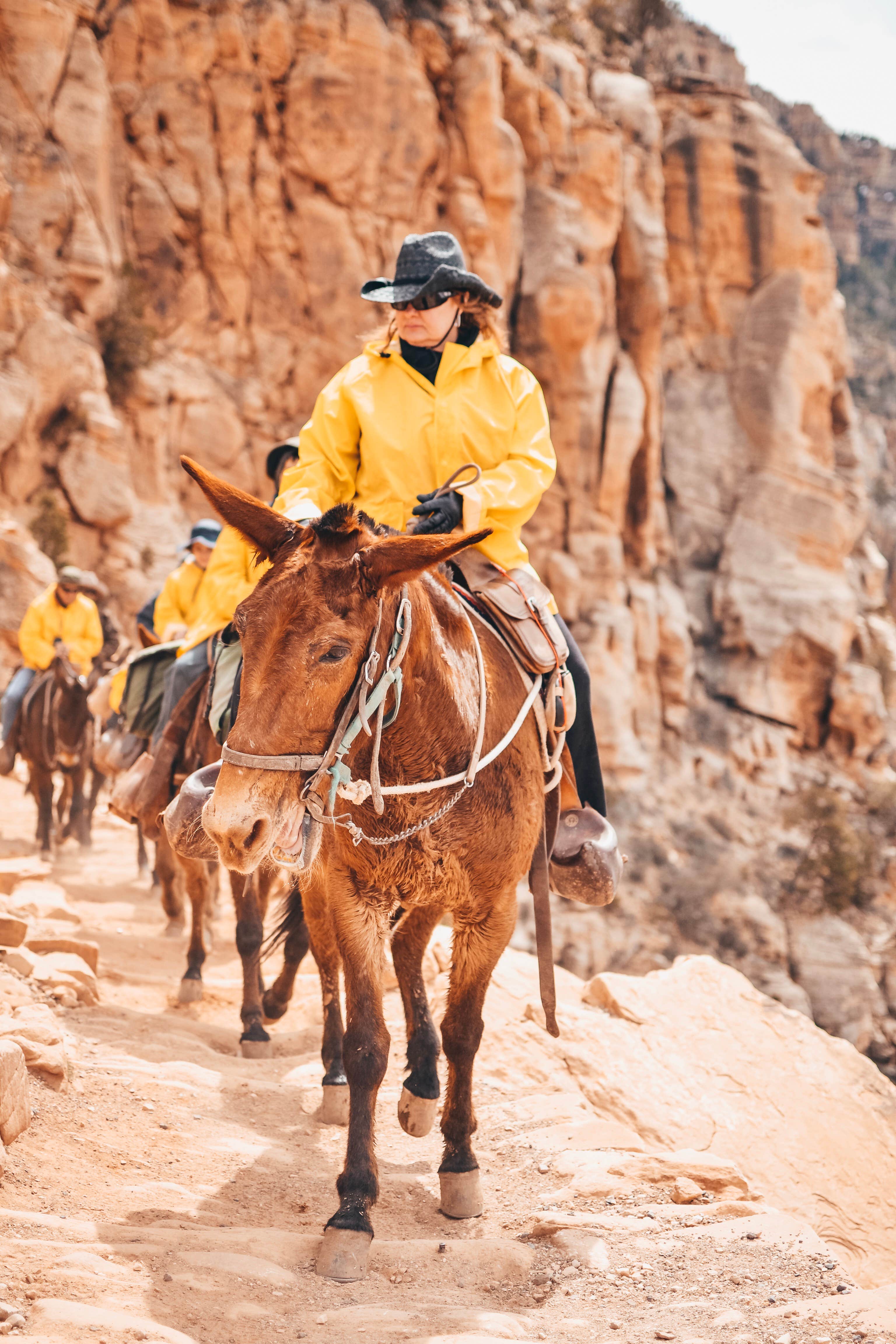 Sapphire J.'s photo of camping with a horse at Mather Campground — Grand Canyon National Park near Grand Canyon, AZ