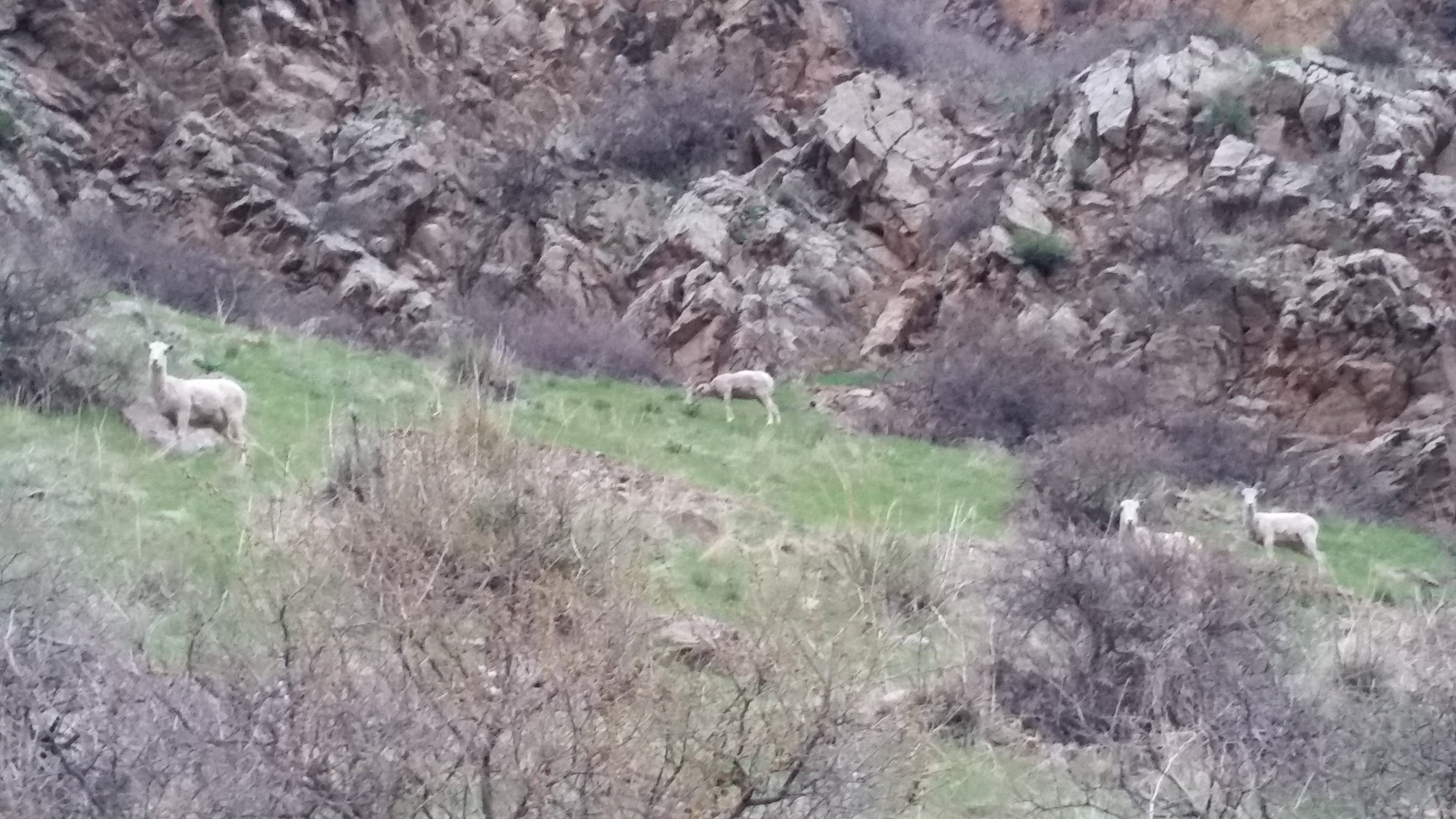 Big horn sheep just outside of the campground