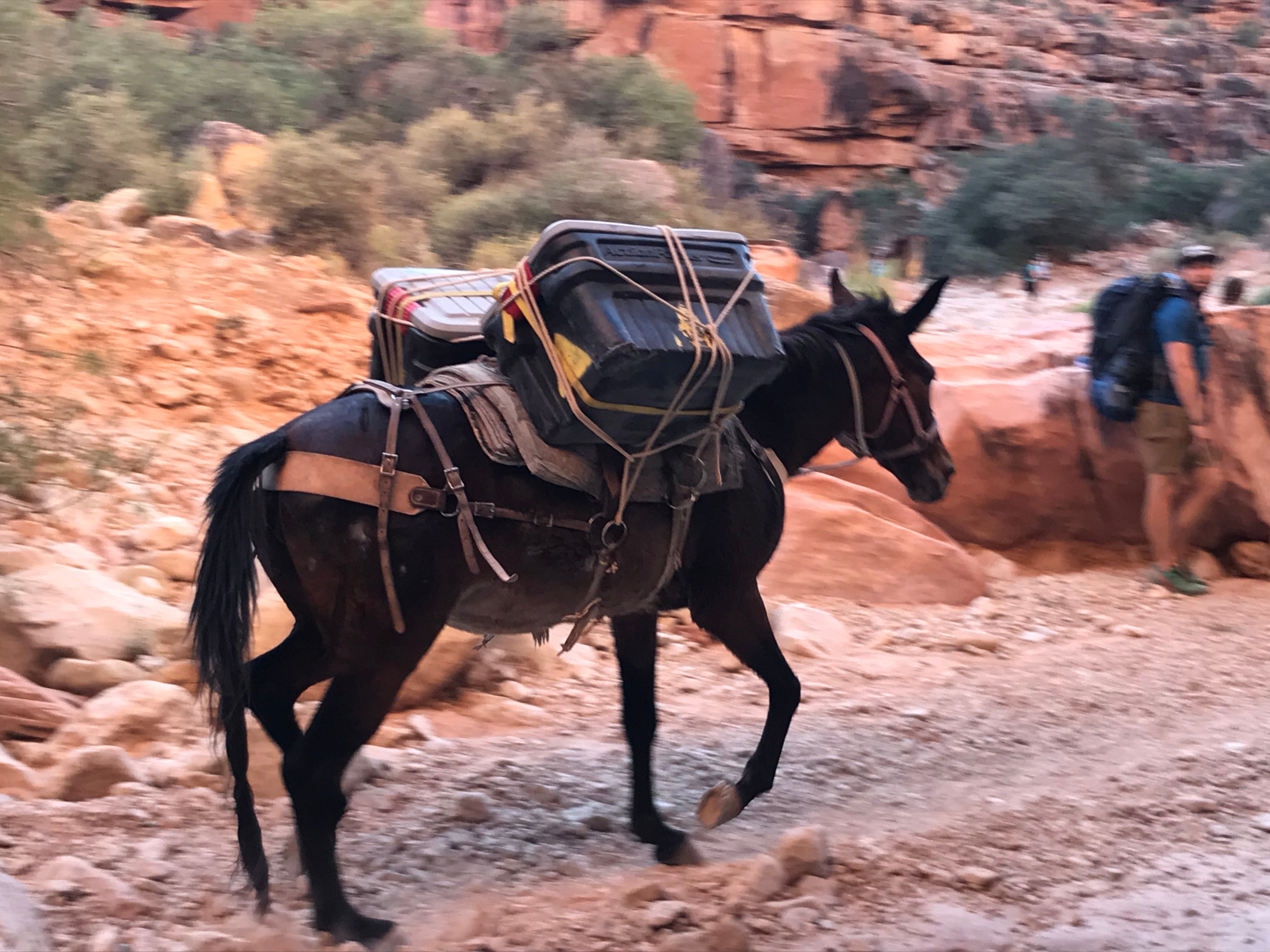 Camper submitted image from Havasupai Reservation Campground - 3
