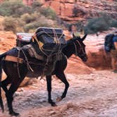 Review photo of Havasupai Reservation Campground by Michele J., May 10, 2019