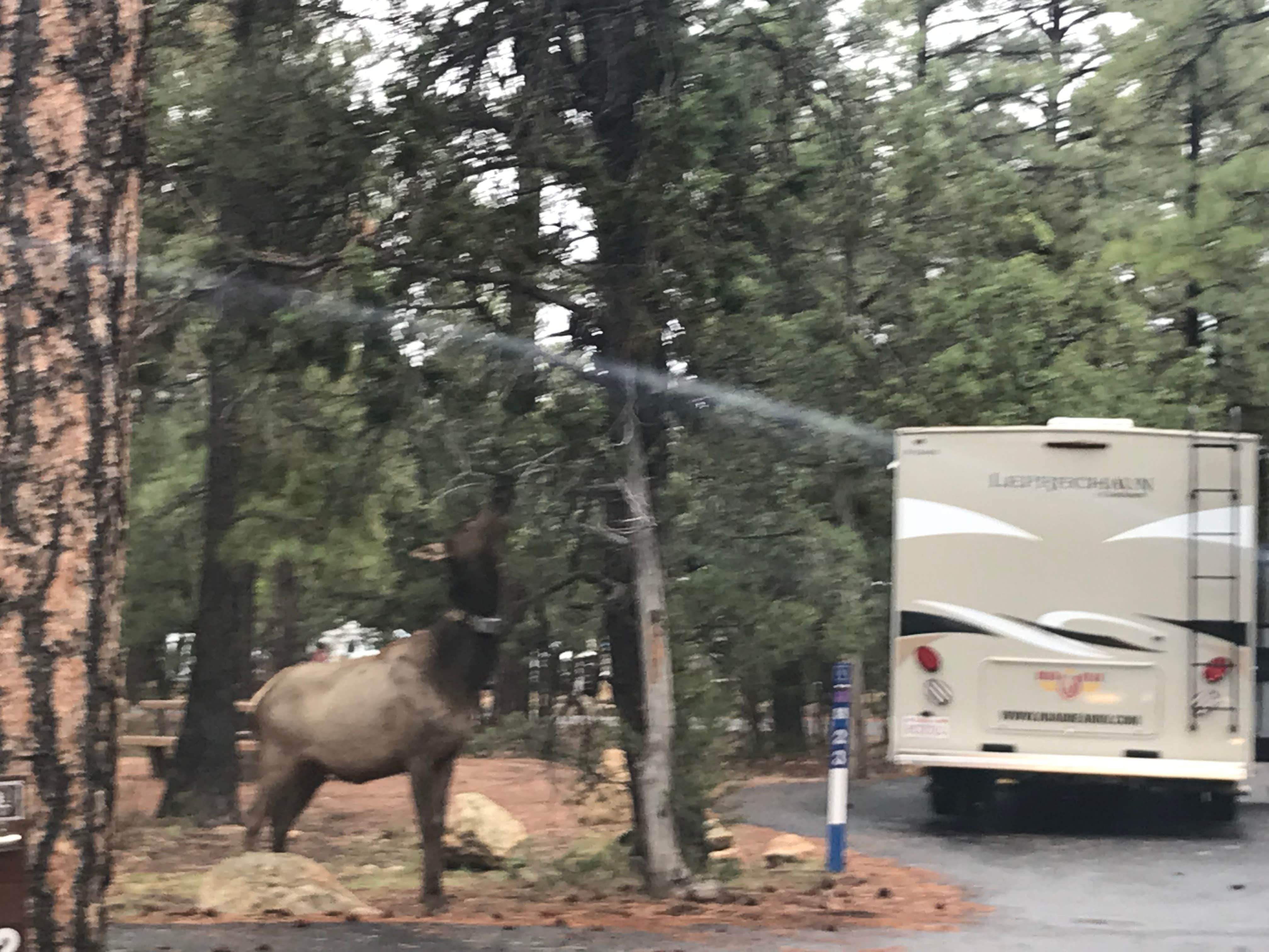 Michele J.'s photo of rv camping at Mather Campground — Grand Canyon National Park near Tuba City, AZ